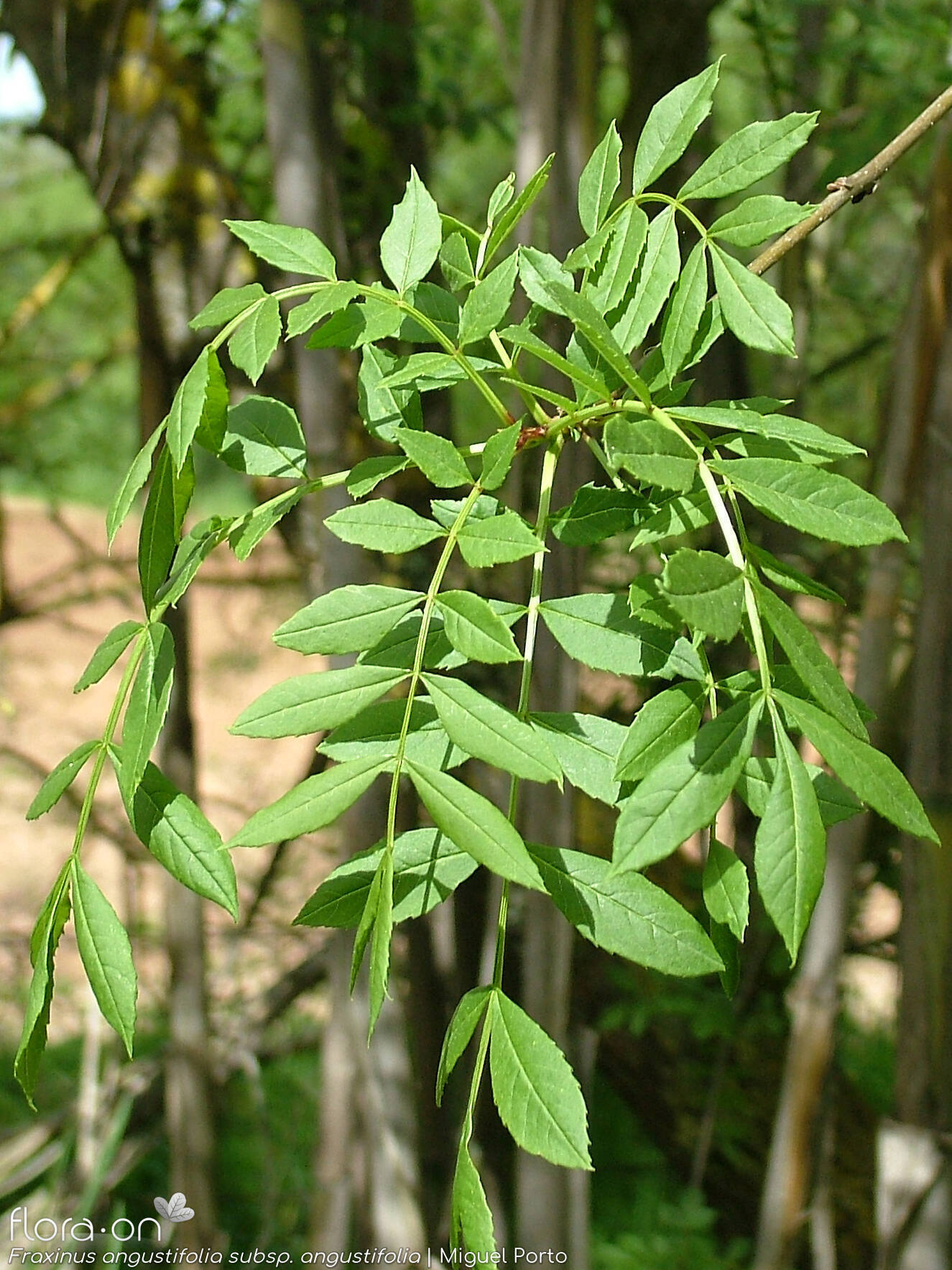 Fraxinus angustifolia angustifolia - Folha (geral) | Miguel Porto; CC BY-NC 4.0