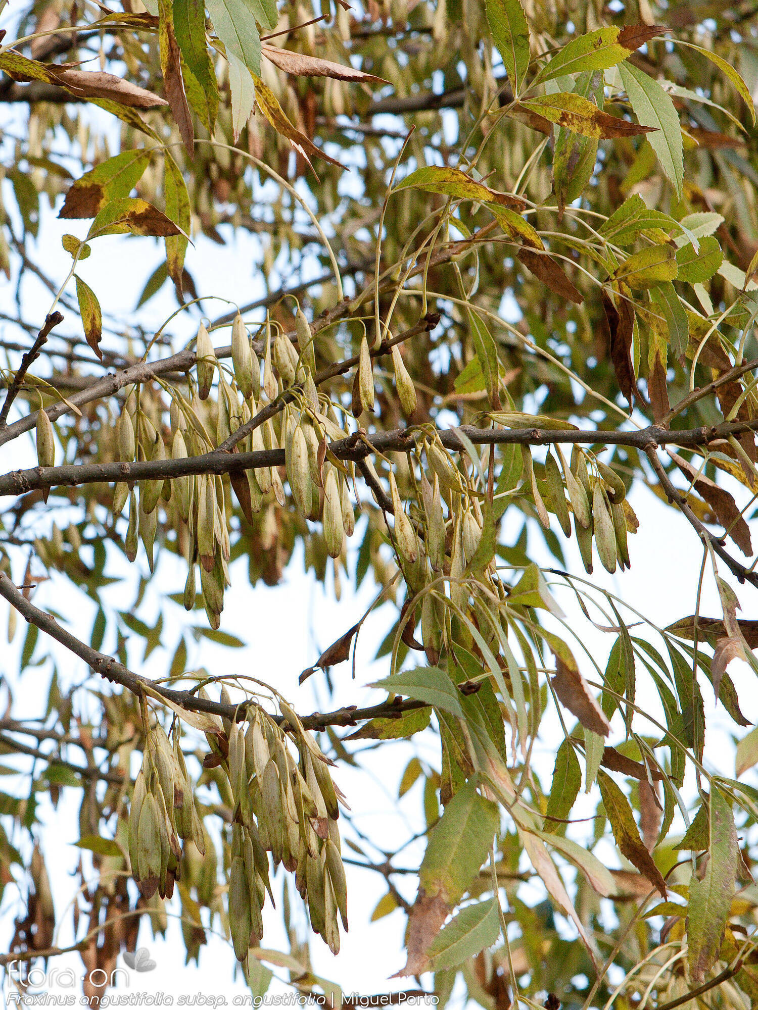 Fraxinus angustifolia angustifolia - Ramo | Miguel Porto; CC BY-NC 4.0