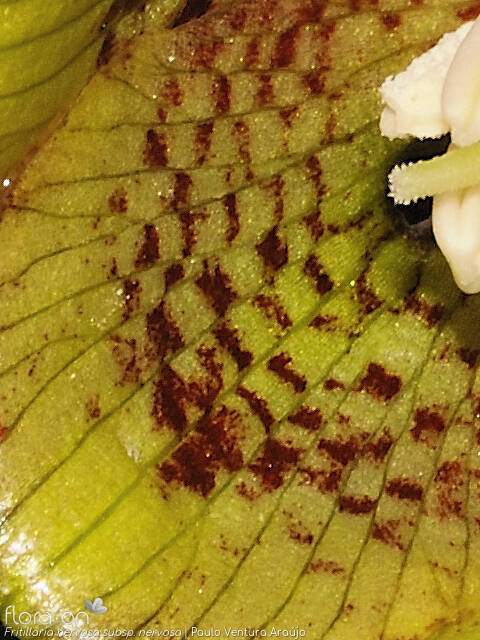 Fritillaria nervosa nervosa - Flor (close-up) | Paulo Ventura Araújo; CC BY-NC 4.0