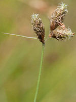 Fuirena pubescens