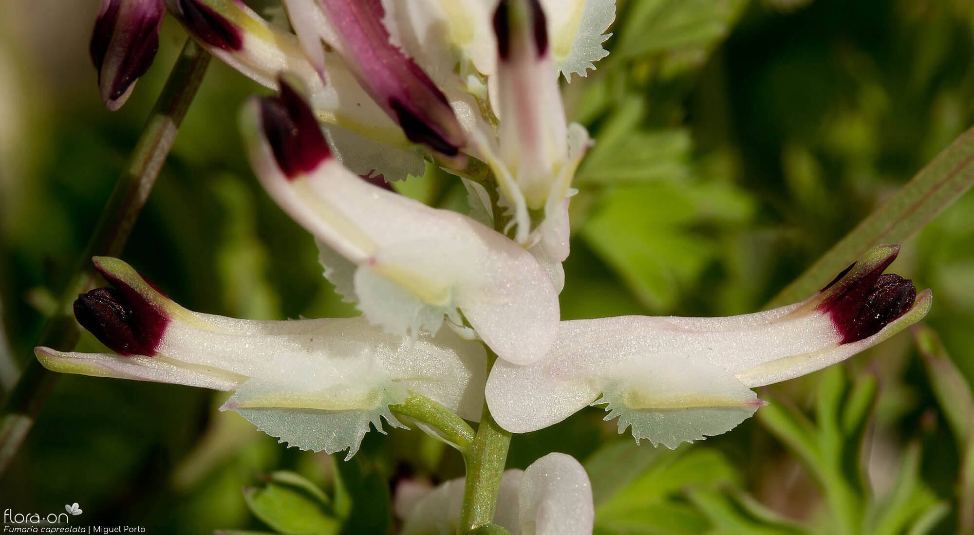 Fumaria capreolata - Flor (close-up) | Miguel Porto; CC BY-NC 4.0