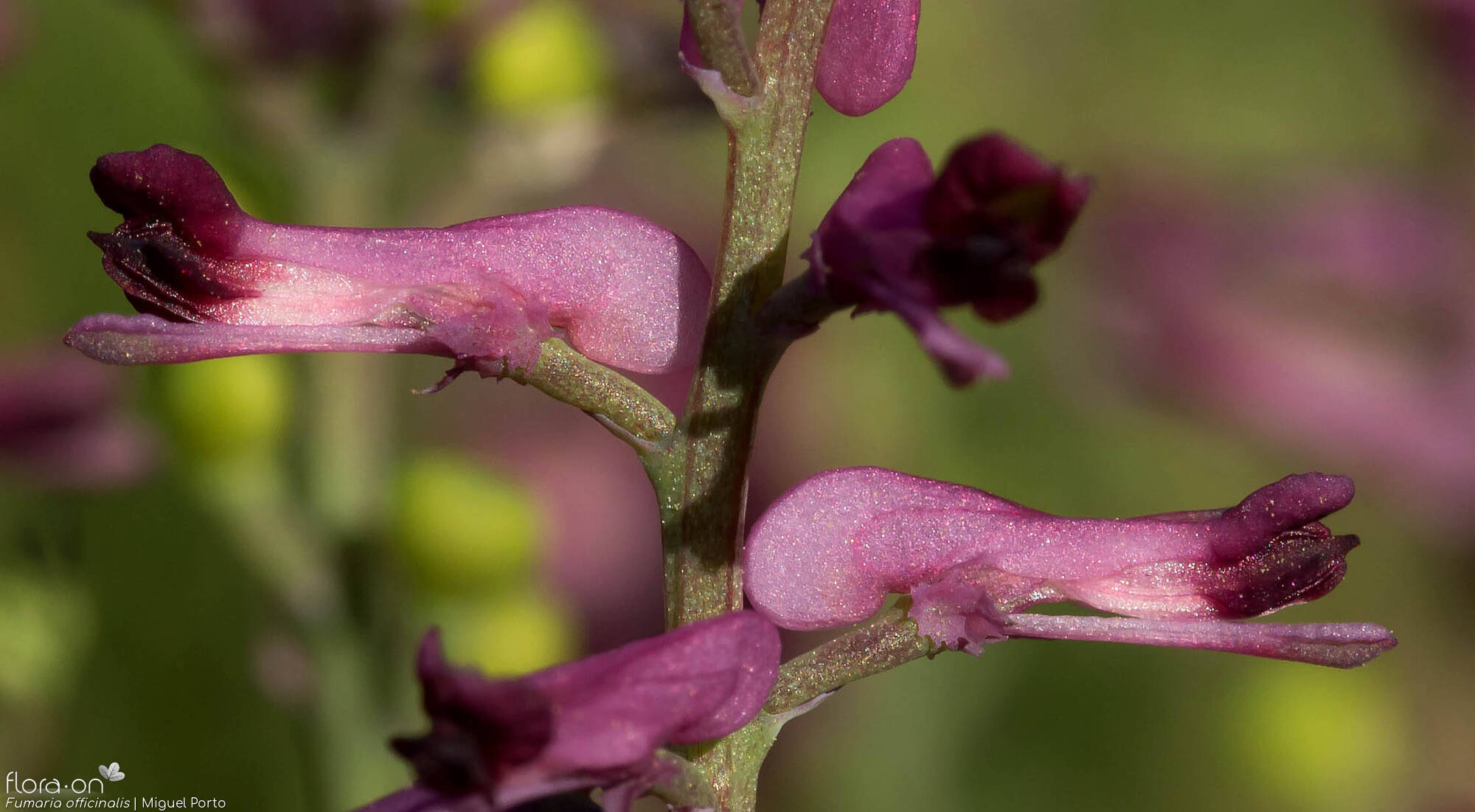 Fumaria officinalis - Flor (close-up) | Miguel Porto; CC BY-NC 4.0