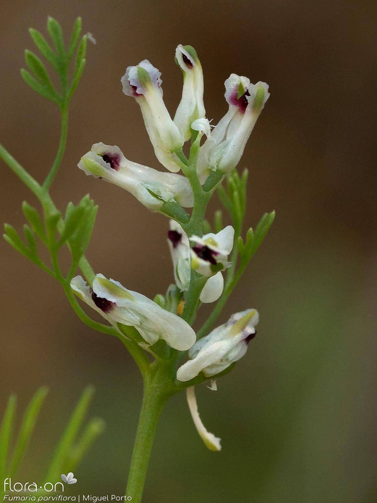 Fumaria parviflora - Flor (geral) | Miguel Porto; CC BY-NC 4.0