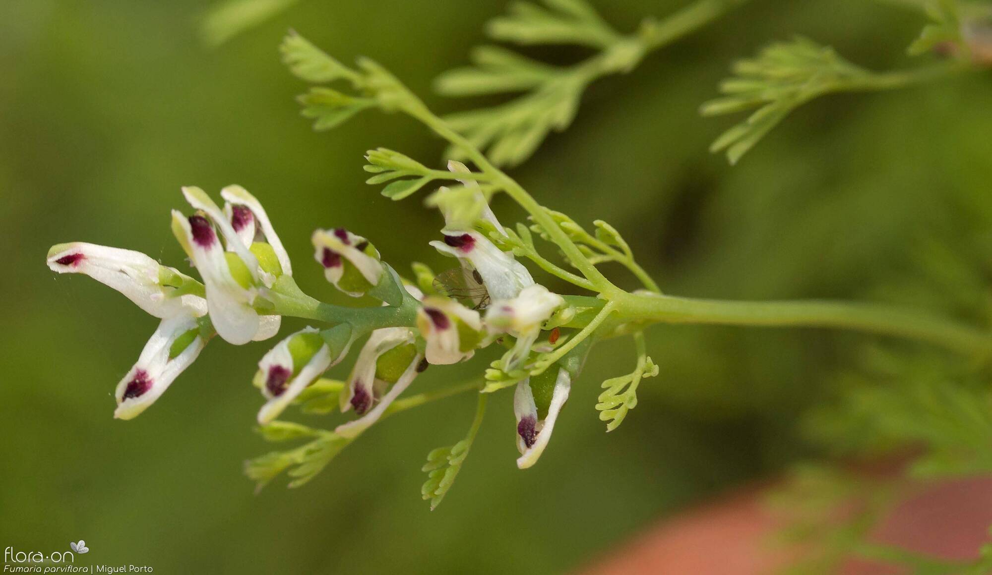 Fumaria parviflora - Flor (close-up) | Miguel Porto; CC BY-NC 4.0