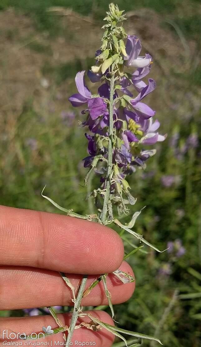 Galega cirujanoi - Flor (geral) | Mauro Raposo; CC BY-NC 4.0