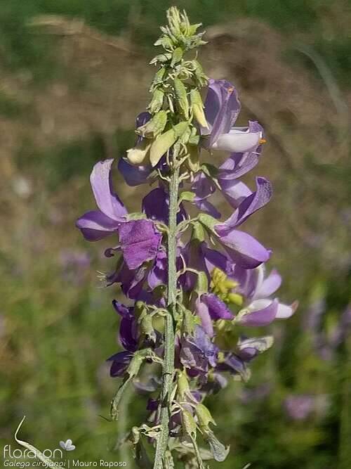 Galega cirujanoi - Flor (geral) | Mauro Raposo; CC BY-NC 4.0