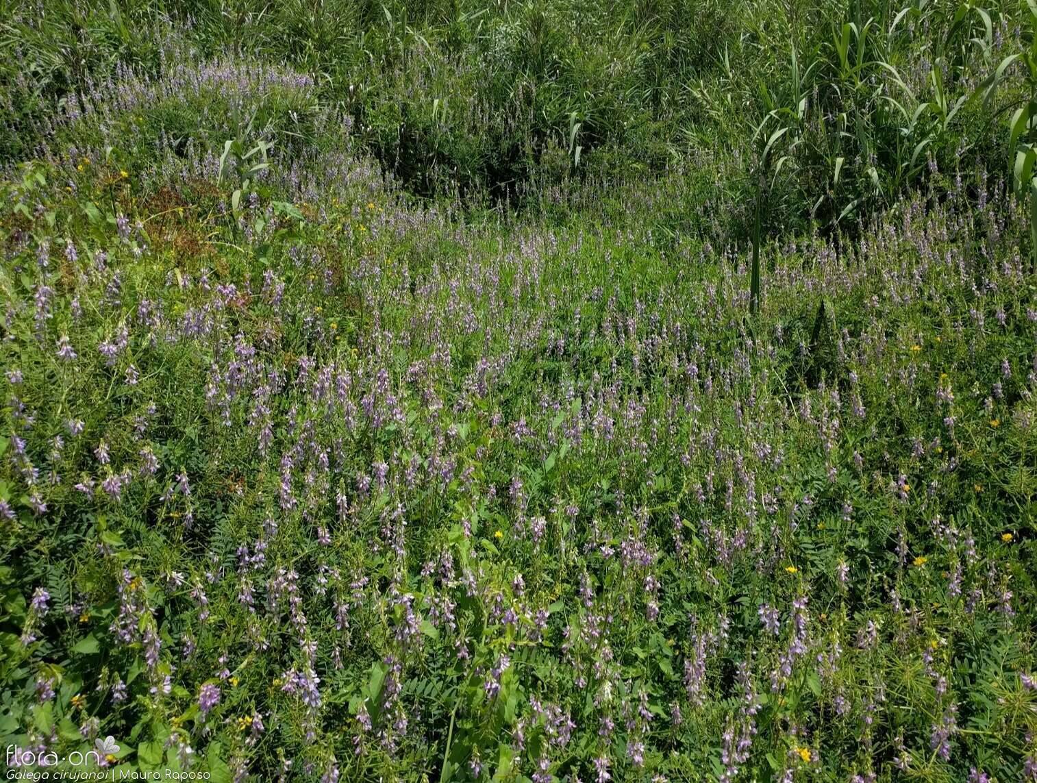 Galega cirujanoi - Habitat | Mauro Raposo; CC BY-NC 4.0