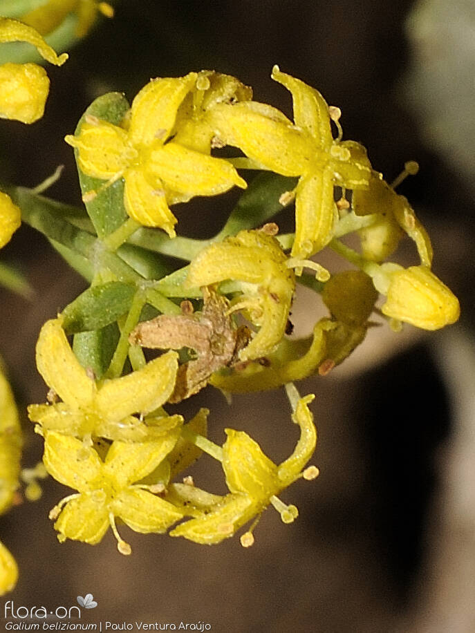 Galium belizianum - Flor (close-up) | Paulo Ventura Araújo; CC BY-NC 4.0