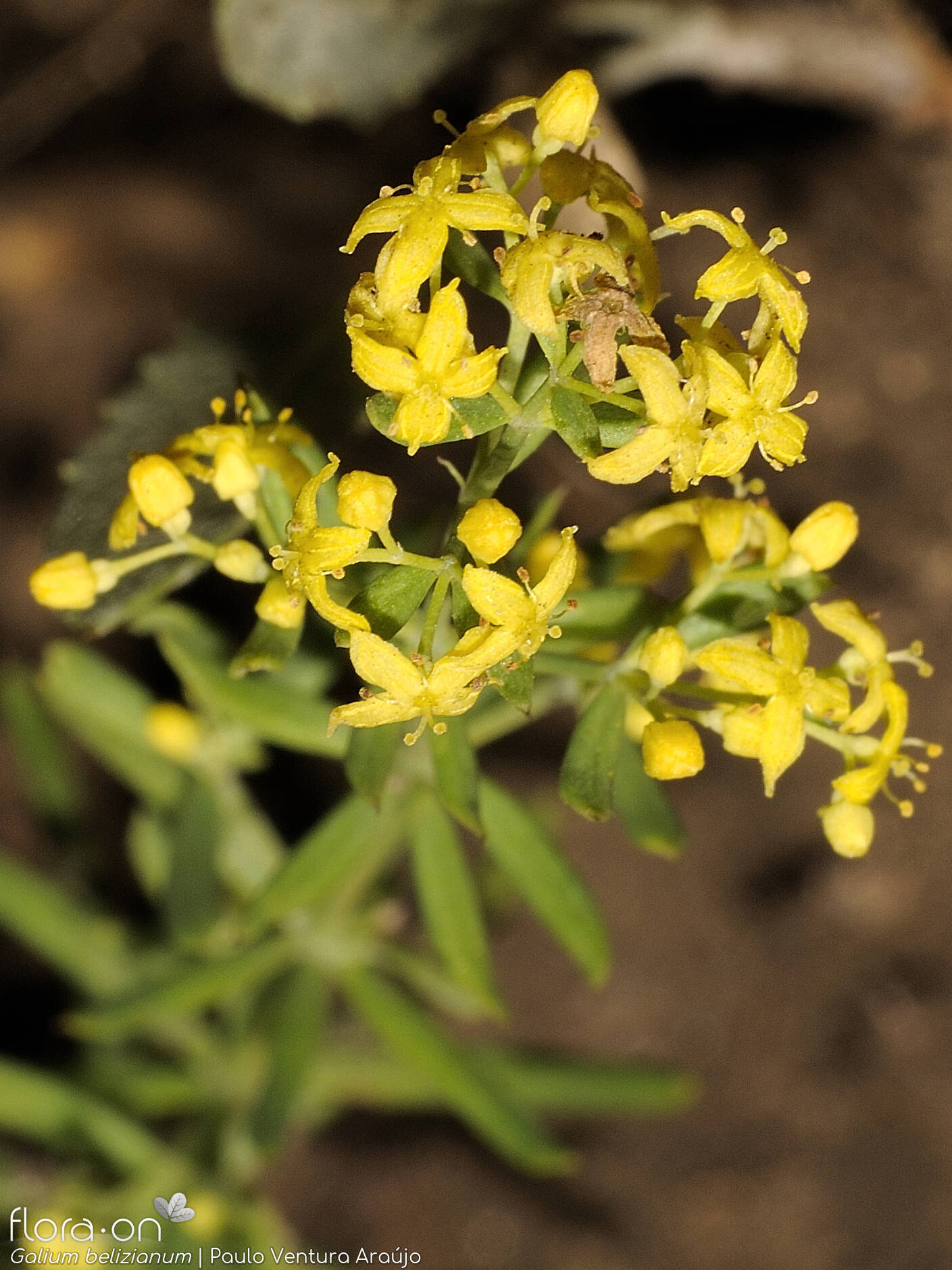 Galium belizianum - Flor (close-up) | Paulo Ventura Araújo; CC BY-NC 4.0