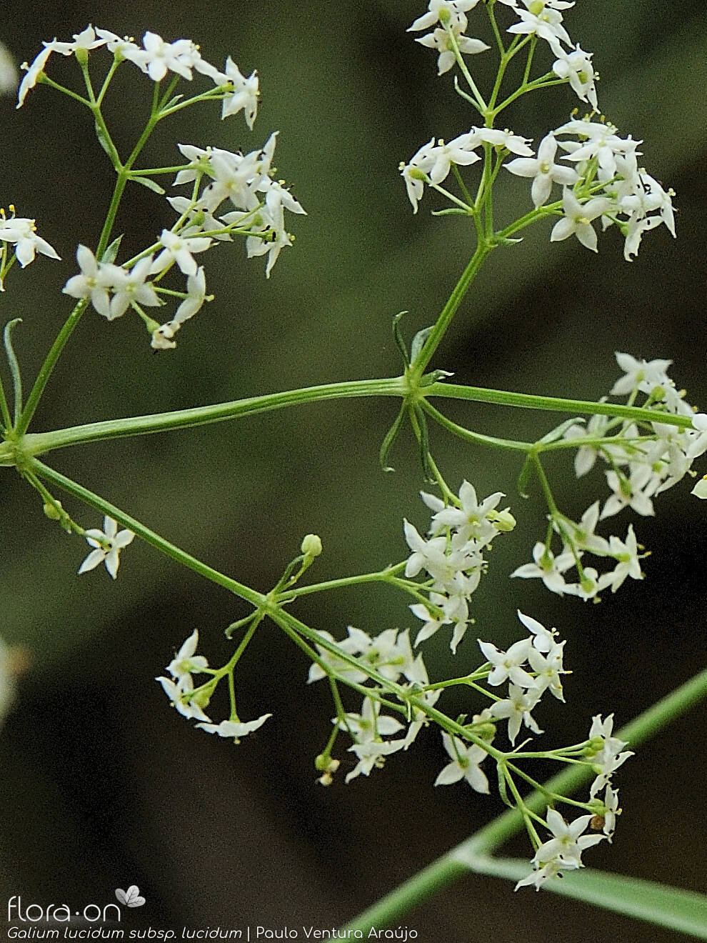 Galium lucidum lucidum - Flor (geral) | Paulo Ventura Araújo; CC BY-NC 4.0