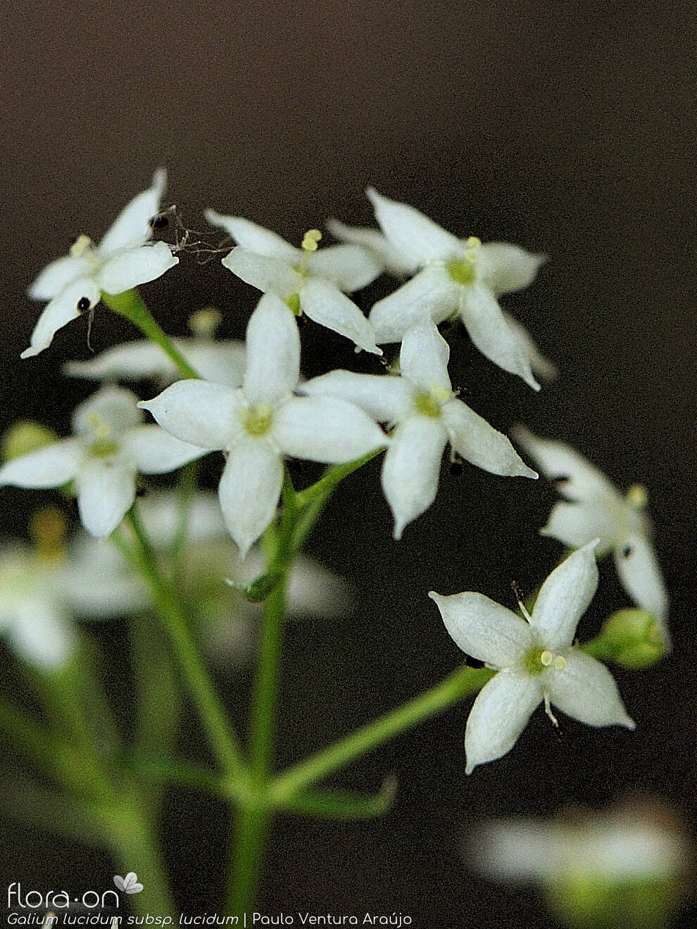 Galium lucidum lucidum - Flor (close-up) | Paulo Ventura Araújo; CC BY-NC 4.0