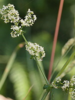 Galium mollugo