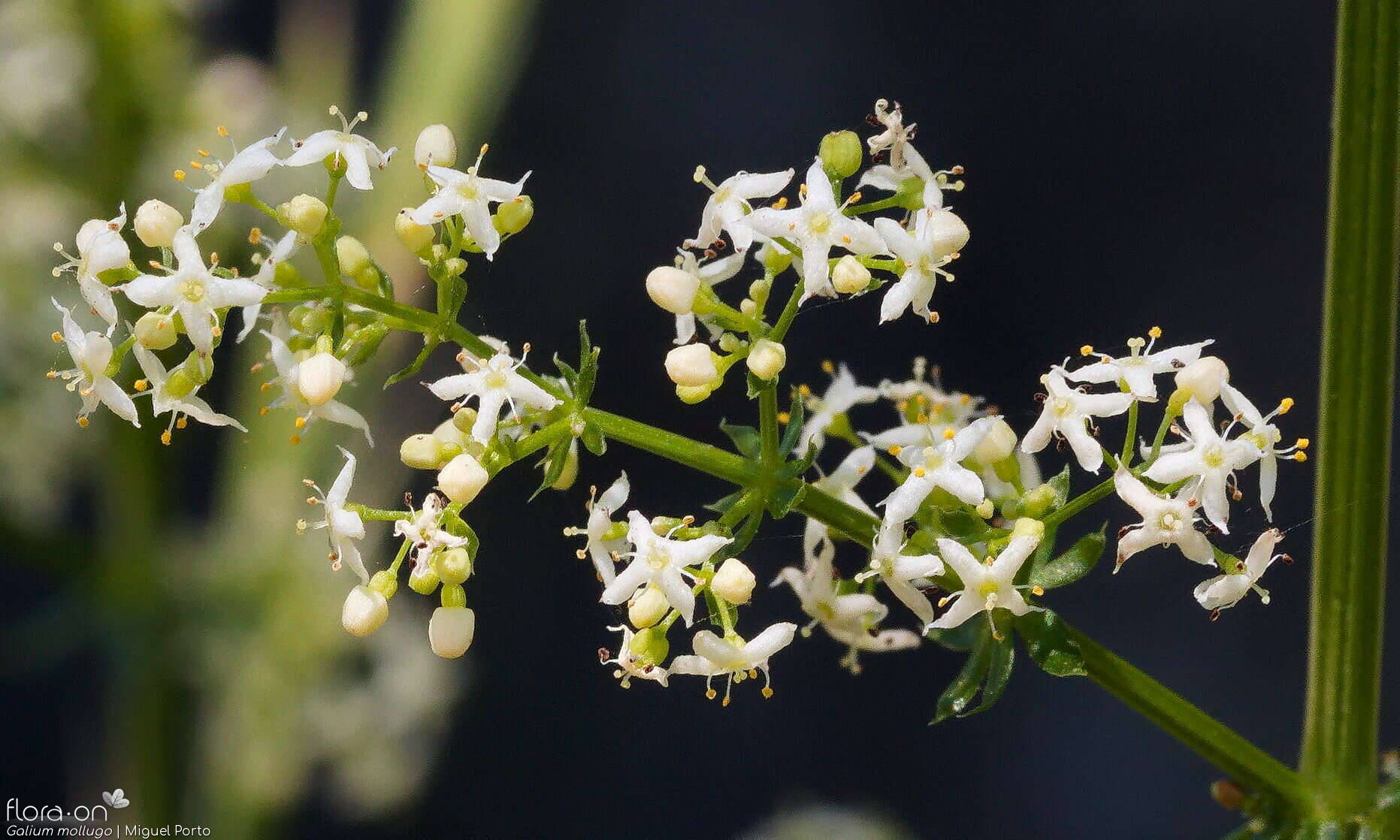 Galium mollugo - Flor (close-up) | Miguel Porto; CC BY-NC 4.0