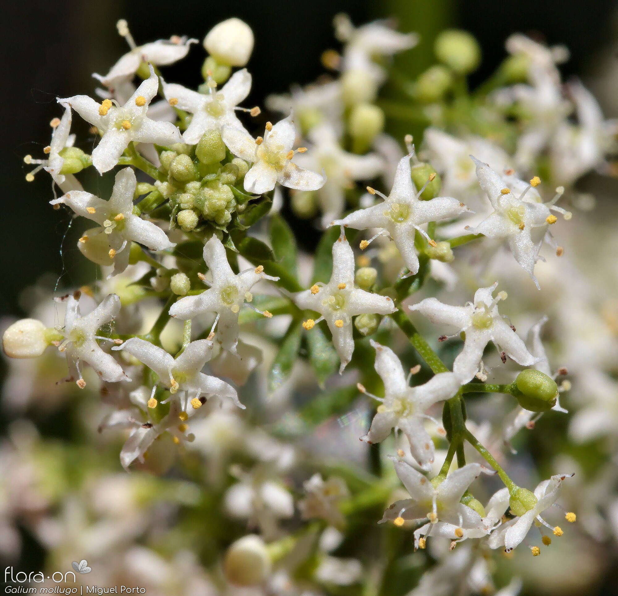 Galium mollugo - Flor (close-up) | Miguel Porto; CC BY-NC 4.0
