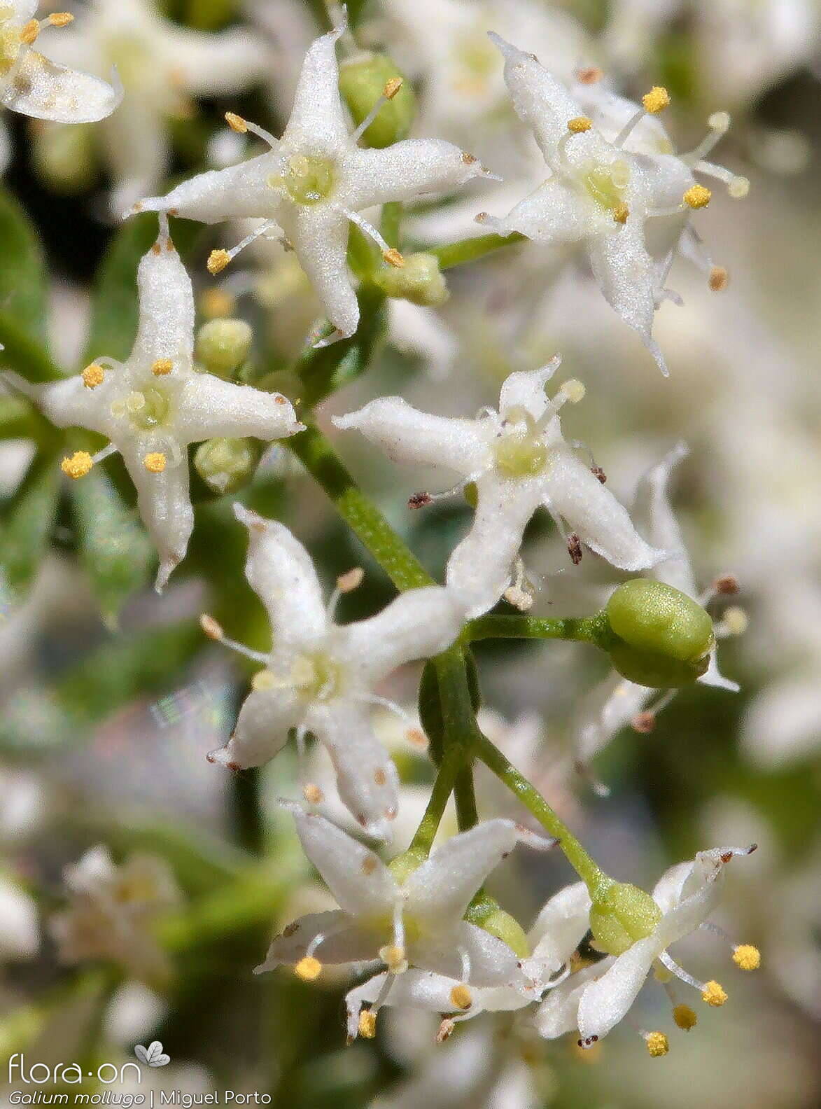 Galium mollugo - Flor (close-up) | Miguel Porto; CC BY-NC 4.0