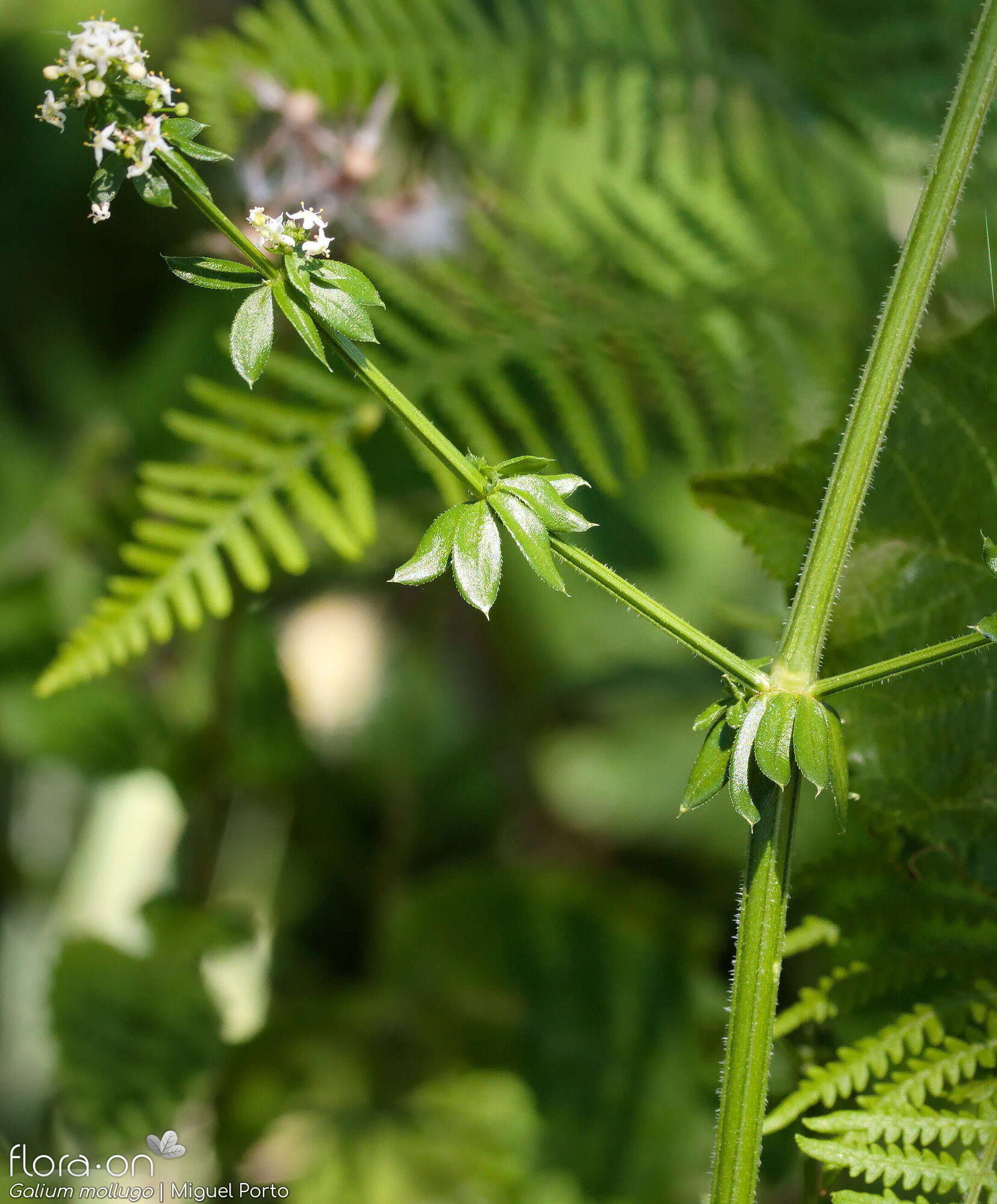 Galium mollugo - Folha (geral) | Miguel Porto; CC BY-NC 4.0