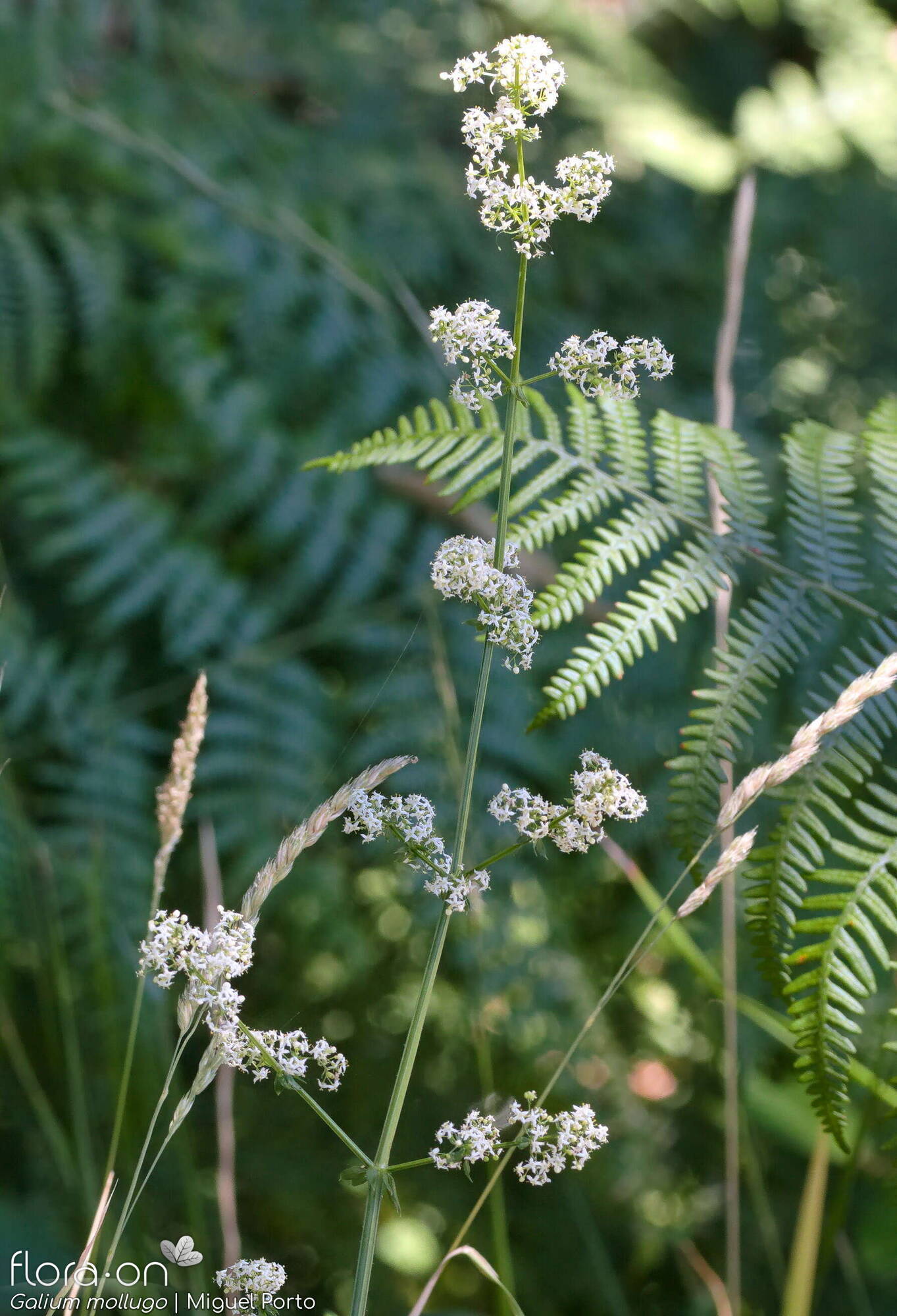 Galium mollugo - Hábito | Miguel Porto; CC BY-NC 4.0