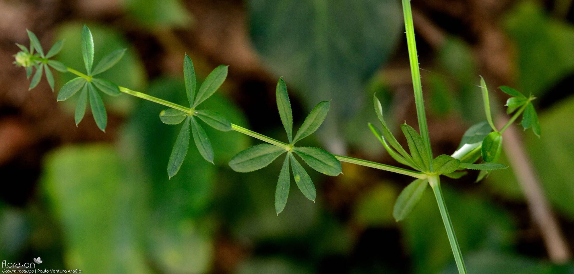 Galium mollugo - Folha | Paulo Ventura Araújo; CC BY-NC 4.0
