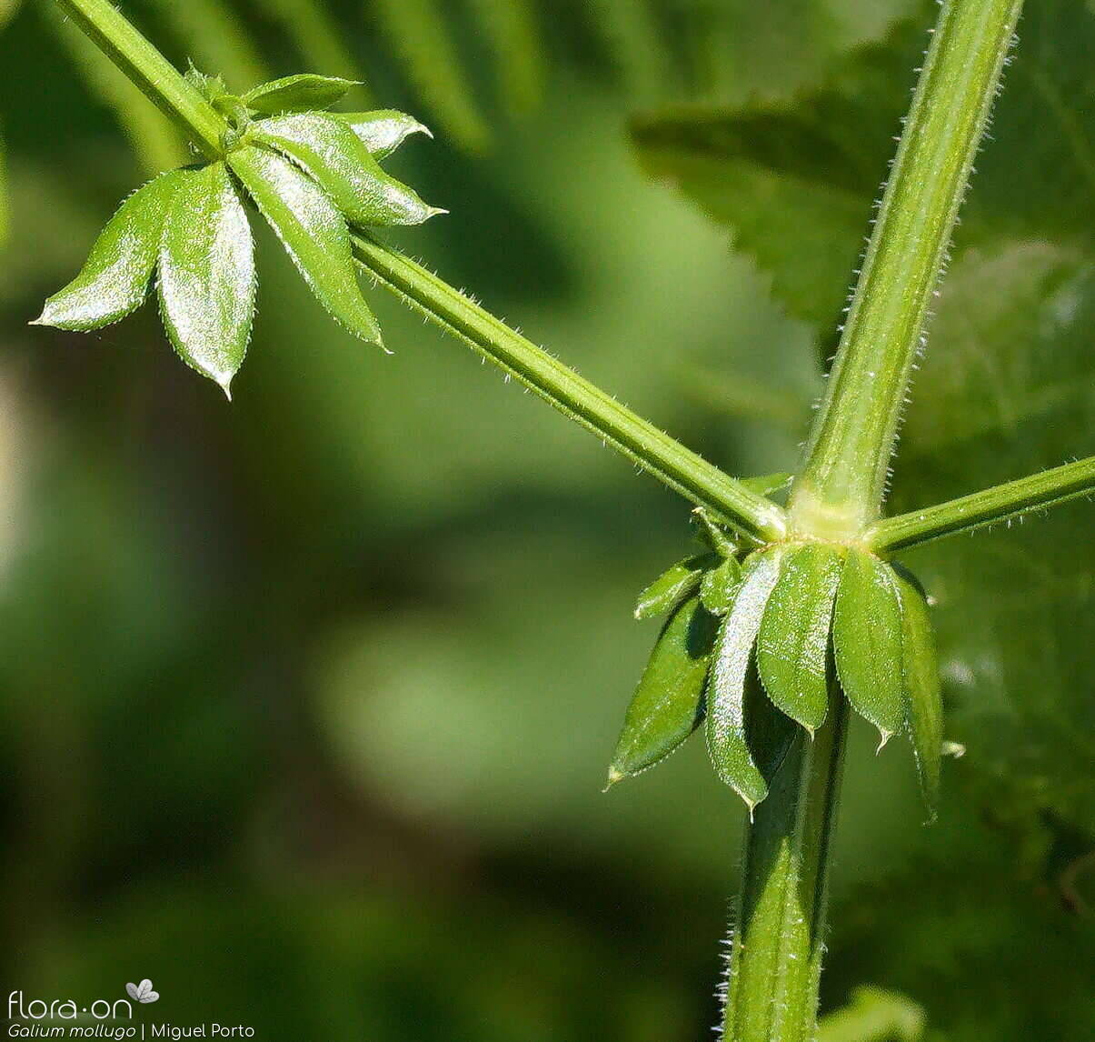 Galium mollugo - Folha | Miguel Porto; CC BY-NC 4.0