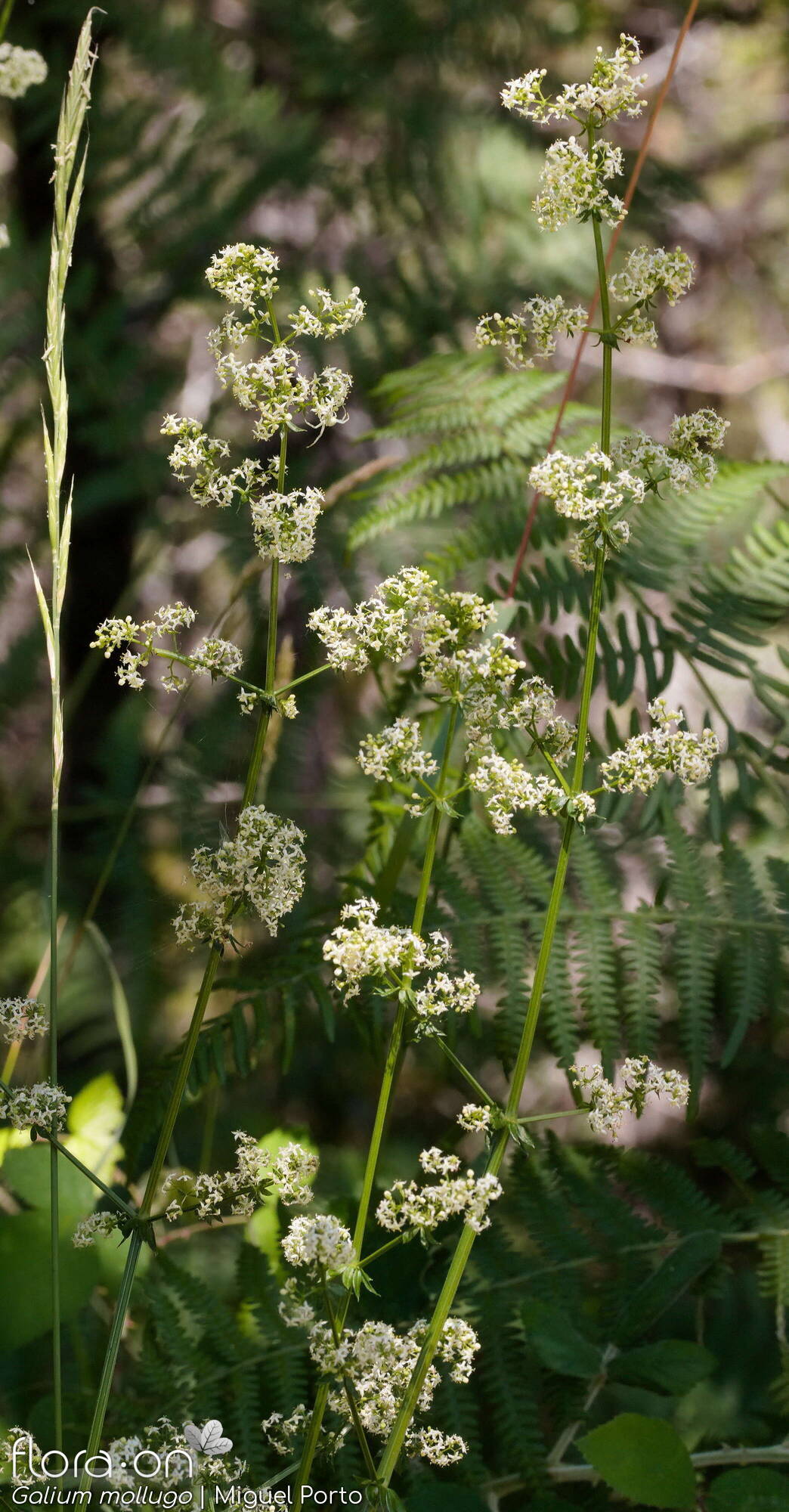Galium mollugo - Flor (geral) | Miguel Porto; CC BY-NC 4.0