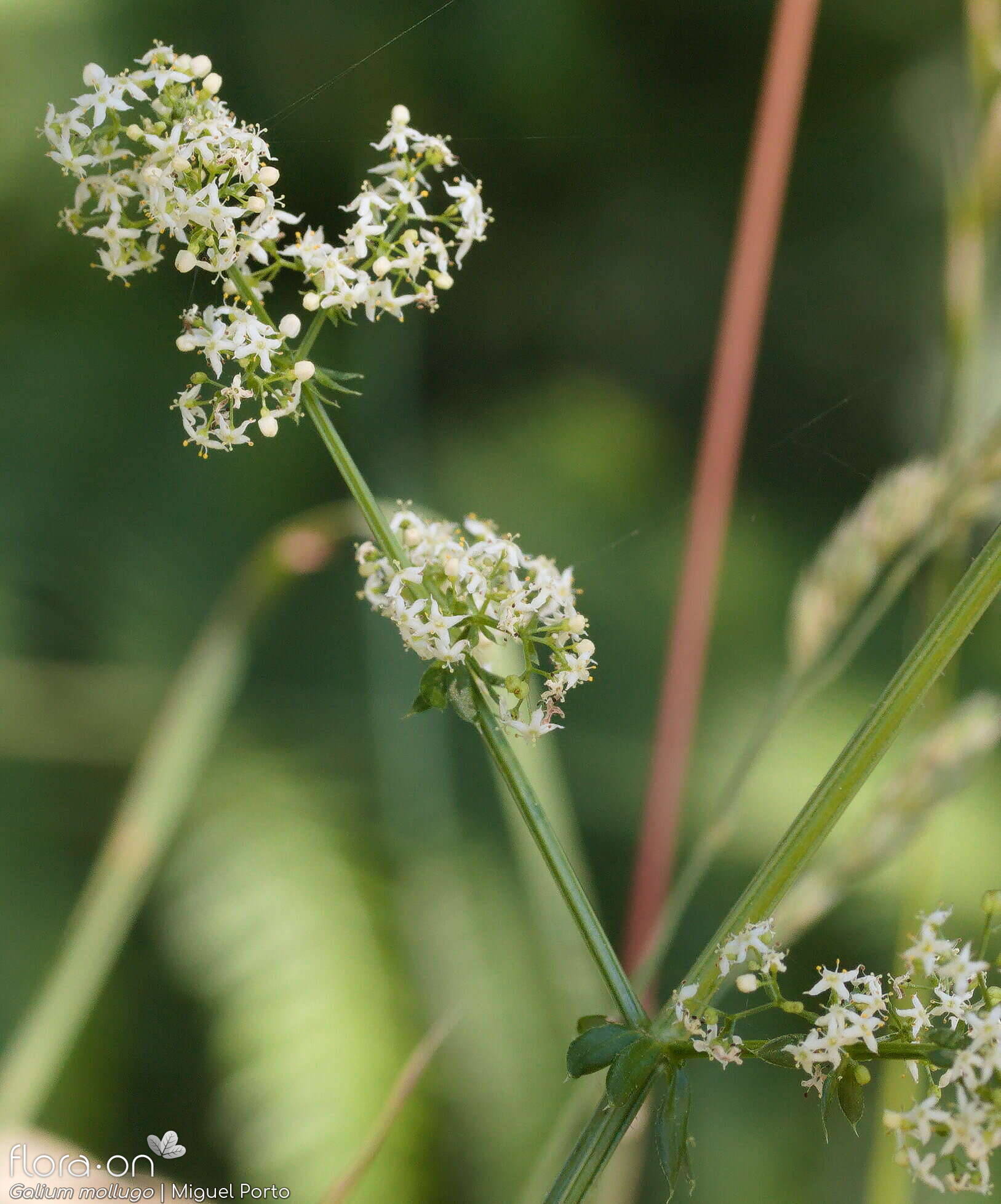 Galium mollugo - Flor (geral) | Miguel Porto; CC BY-NC 4.0
