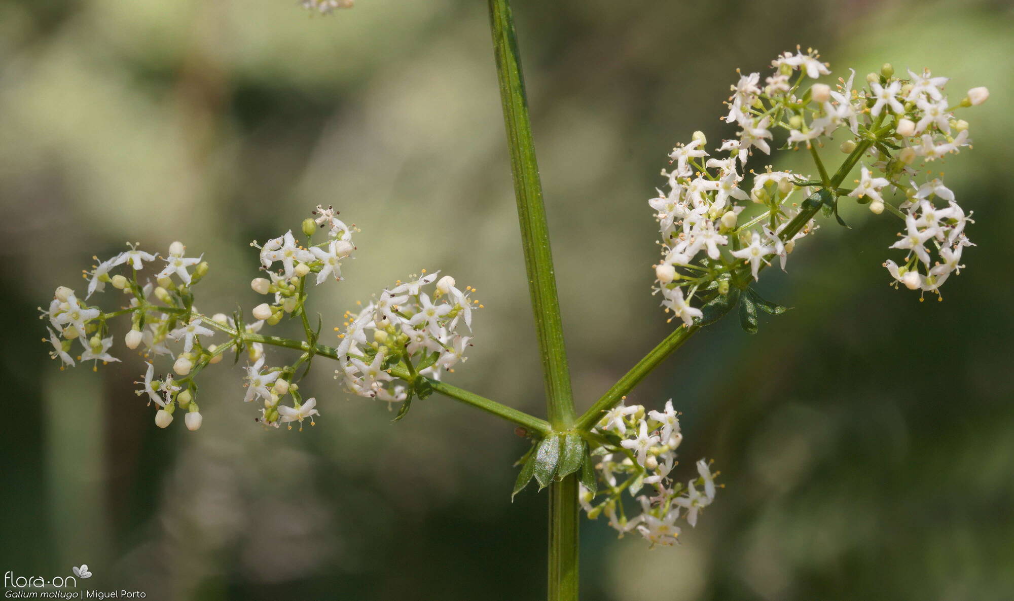 Galium mollugo - Flor (geral) | Miguel Porto; CC BY-NC 4.0
