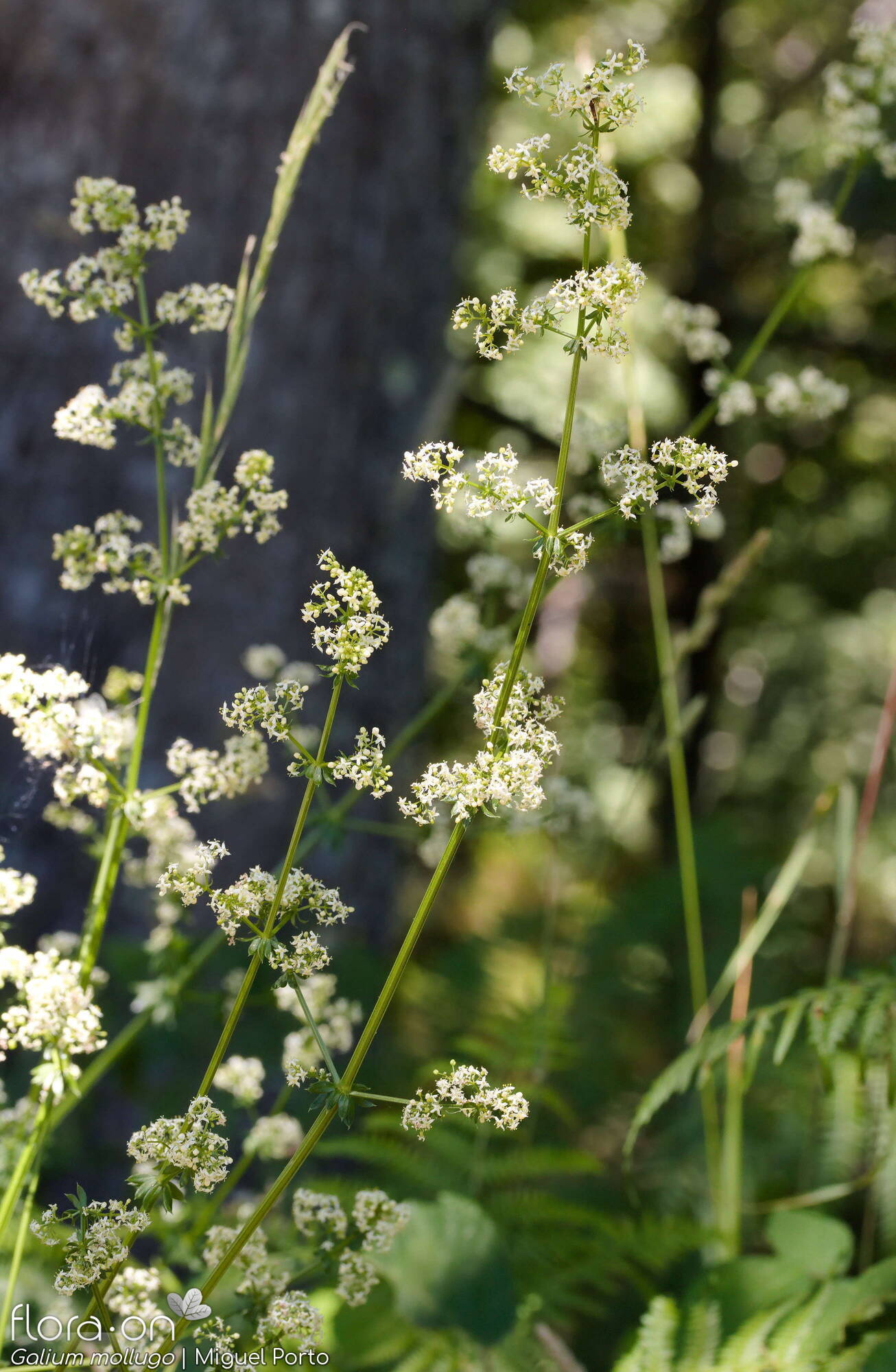Galium mollugo - Flor (geral) | Miguel Porto; CC BY-NC 4.0