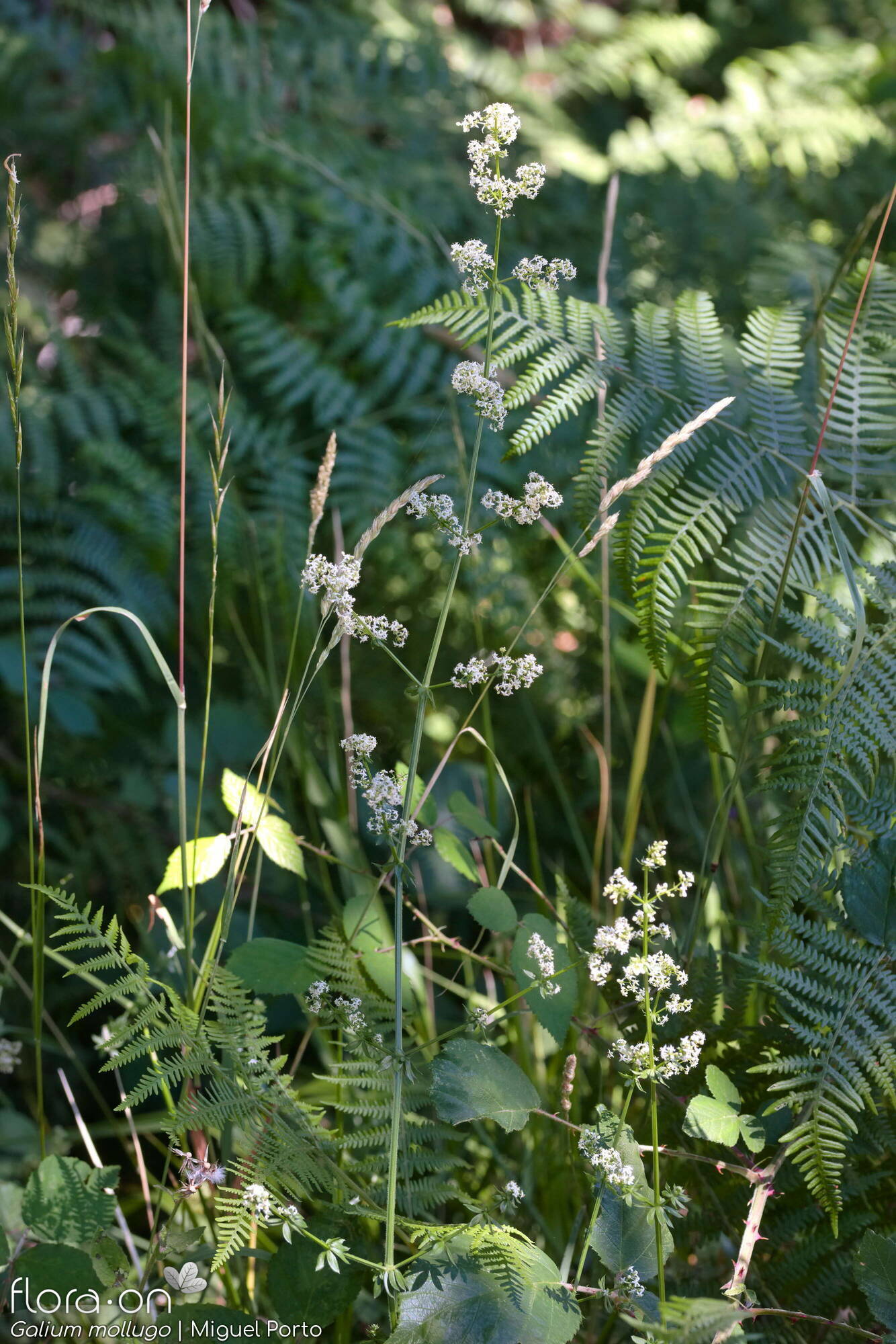 Galium mollugo - Hábito | Miguel Porto; CC BY-NC 4.0