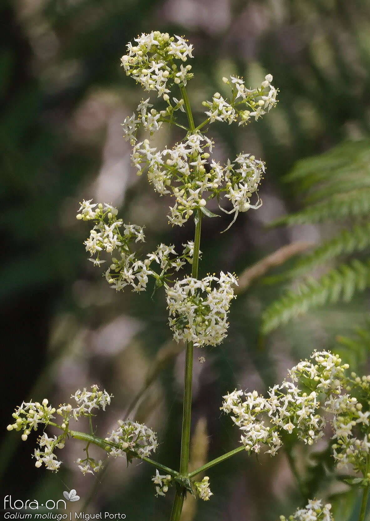 Galium mollugo - Flor (geral) | Miguel Porto; CC BY-NC 4.0
