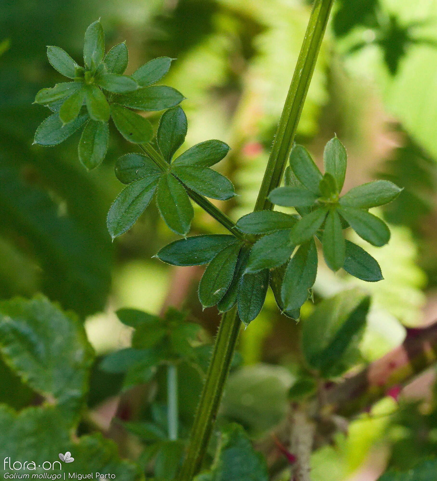 Galium mollugo - Folha (geral) | Miguel Porto; CC BY-NC 4.0
