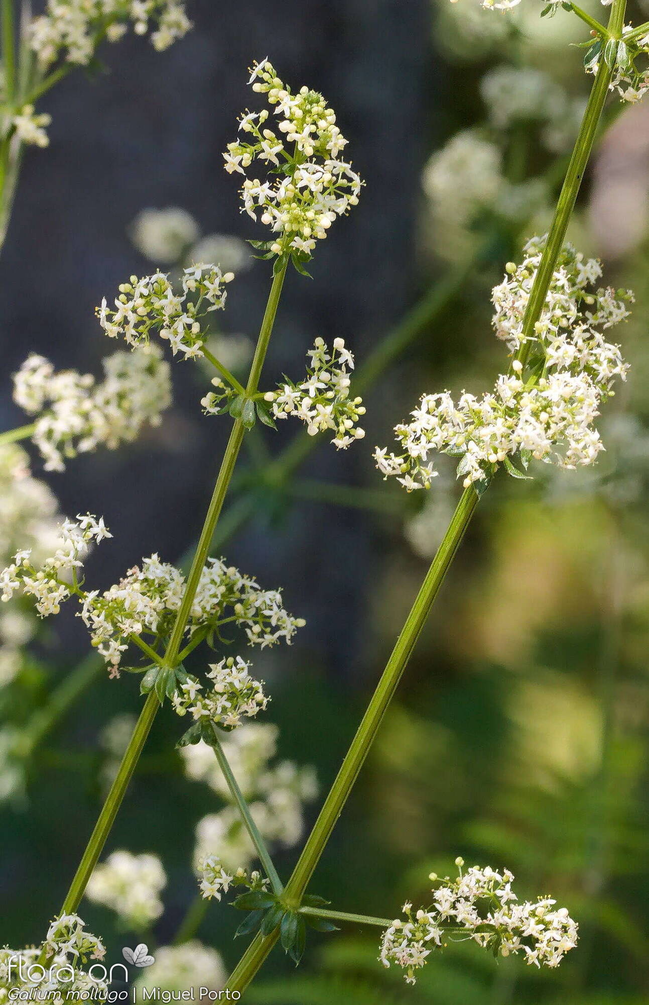 Galium mollugo - Flor (geral) | Miguel Porto; CC BY-NC 4.0