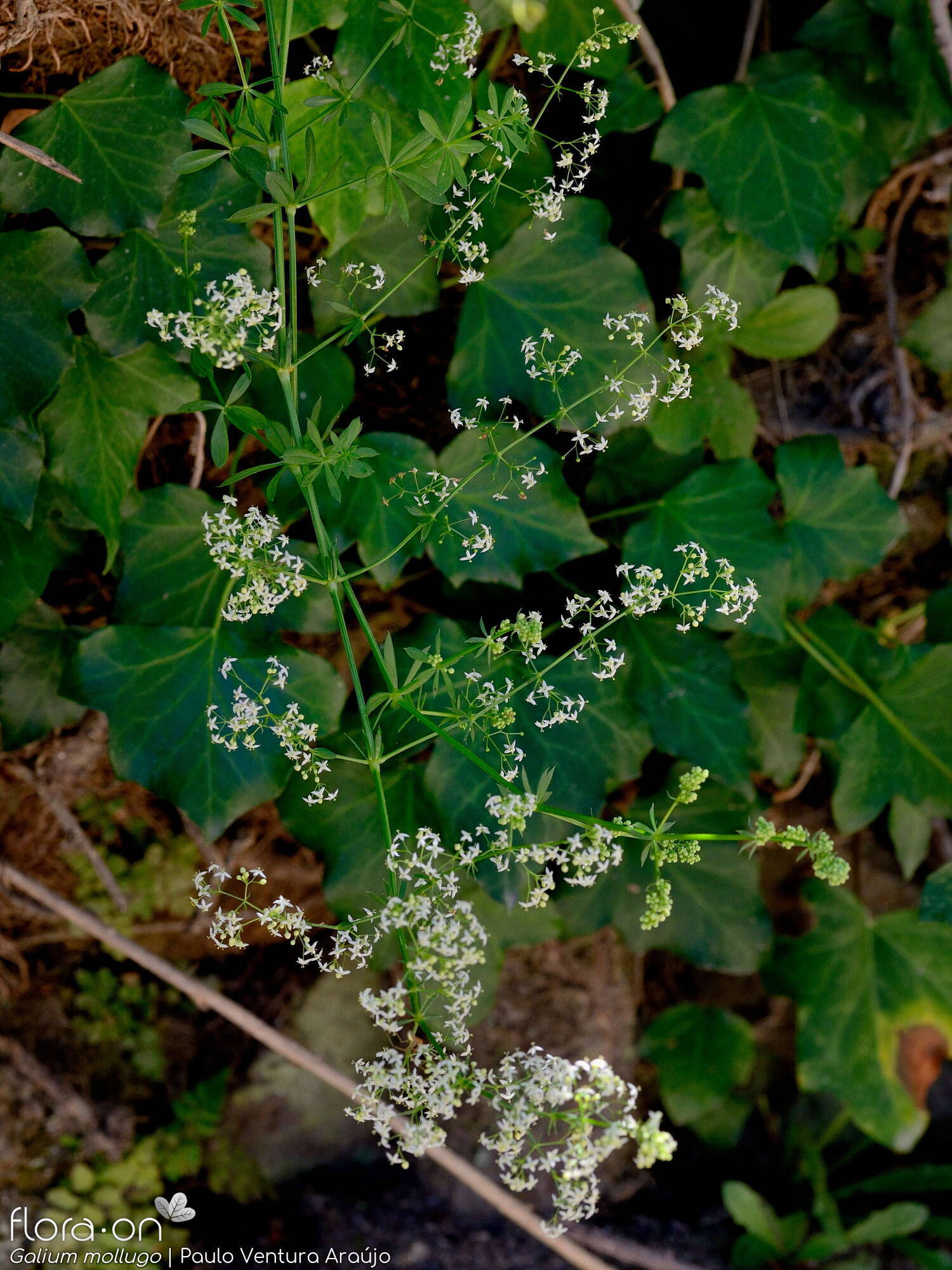 Galium mollugo - Flor (geral) | Paulo Ventura Araújo; CC BY-NC 4.0