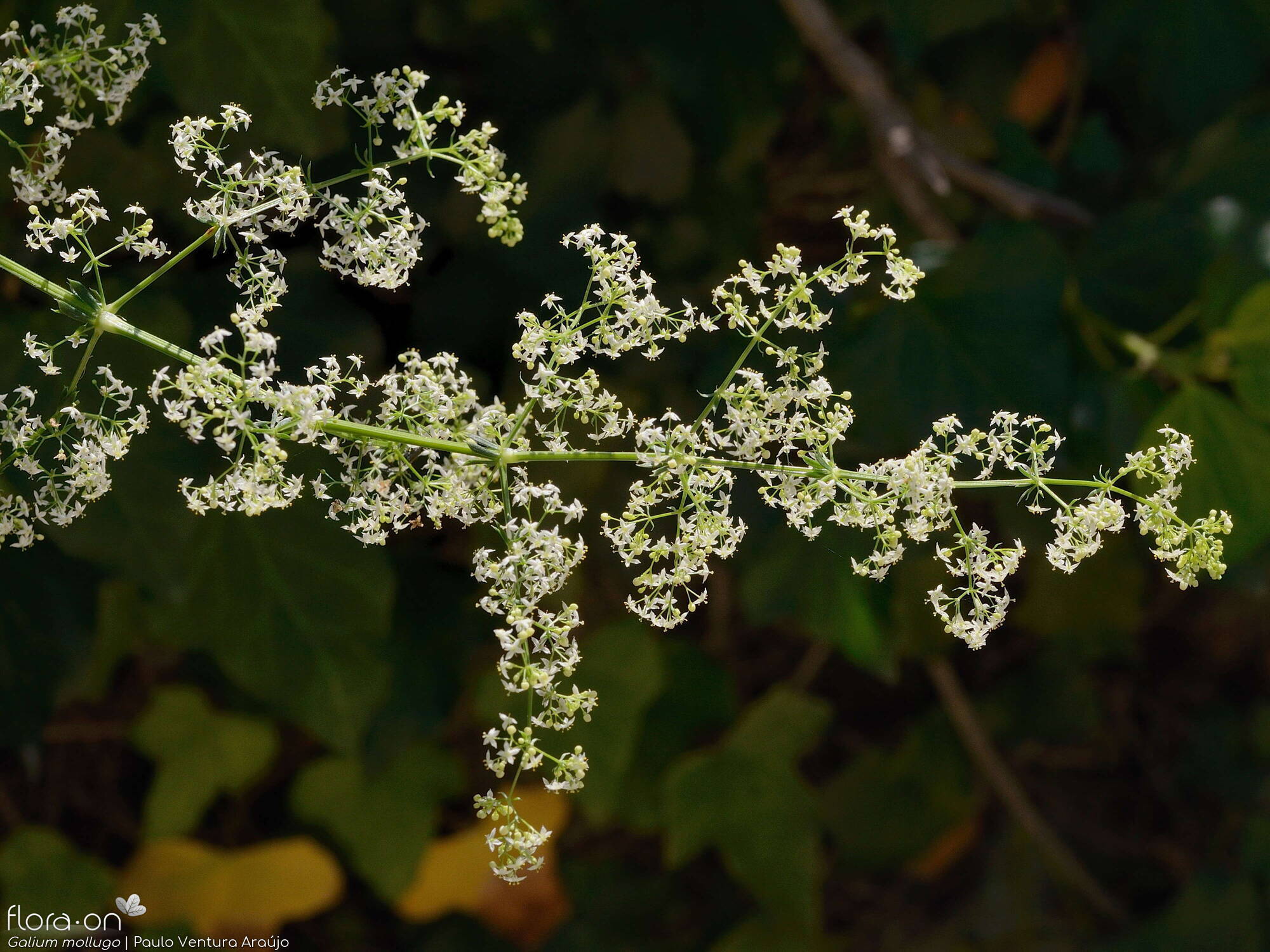 Galium mollugo - Flor (geral) | Paulo Ventura Araújo; CC BY-NC 4.0