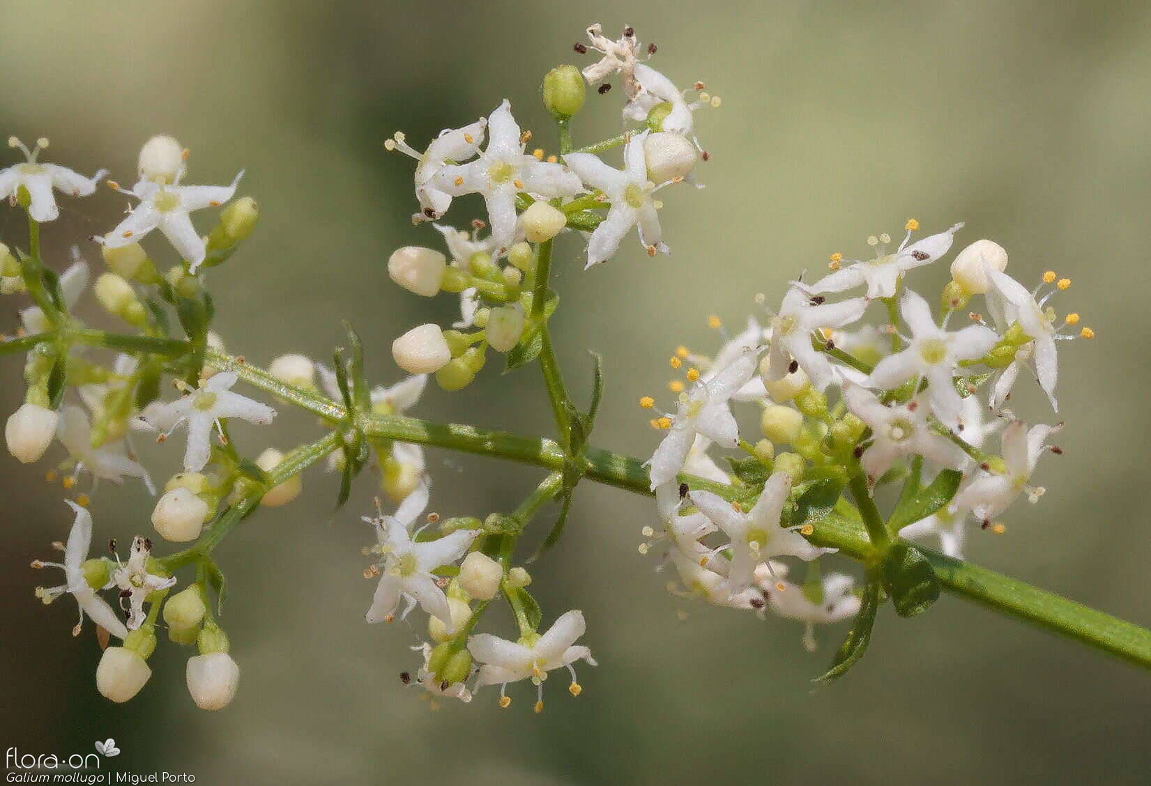 Galium mollugo - Flor (close-up) | Miguel Porto; CC BY-NC 4.0