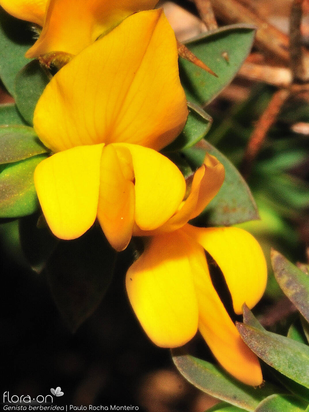Genista berberidea - Flor (close-up) | Paulo Rocha Monteiro; CC BY-NC 4.0
