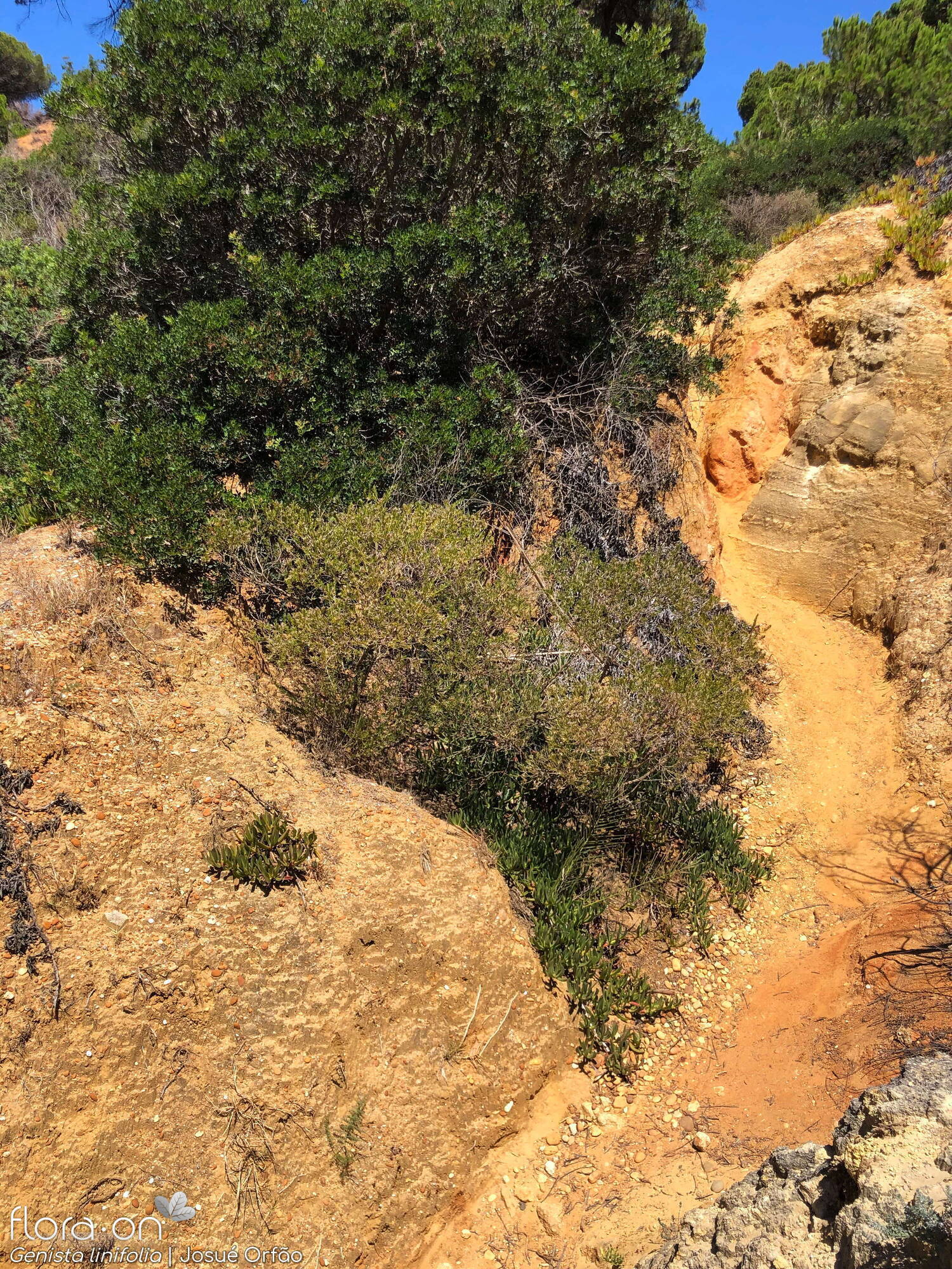 Genista linifolia - Habitat | Josué Orfão; CC BY-NC 4.0