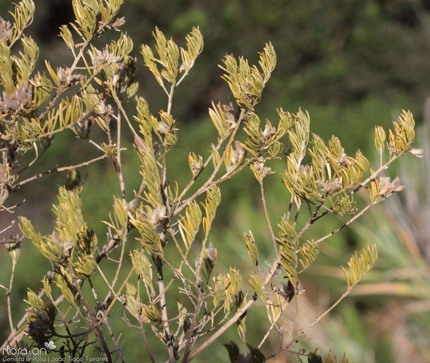 Genista linifolia - Folha (geral) | João Tiago Tavares; CC BY-NC 4.0