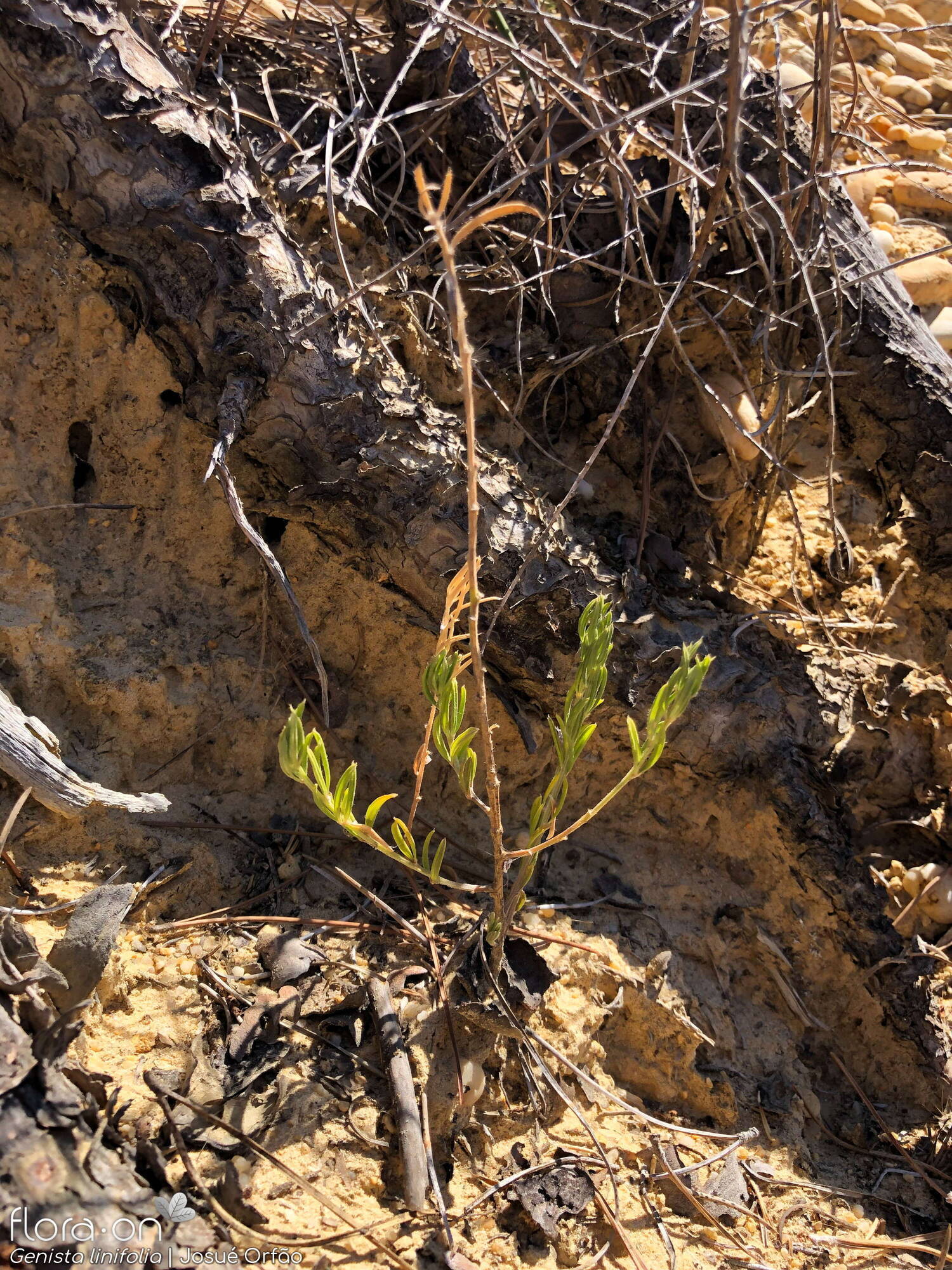 Genista linifolia - Hábito | Josué Orfão; CC BY-NC 4.0