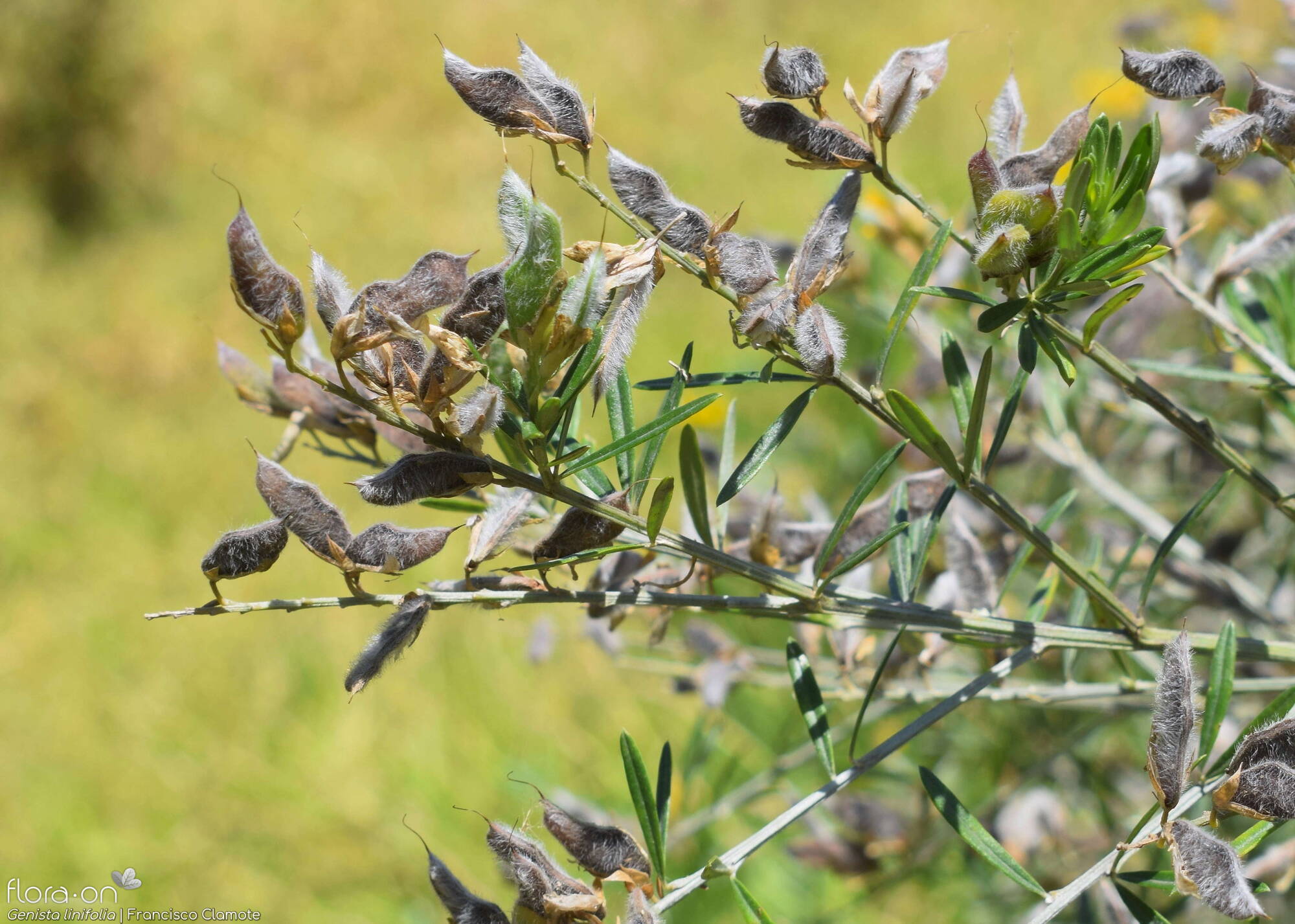 Genista linifolia - Fruto | Francisco Clamote; CC BY-NC 4.0