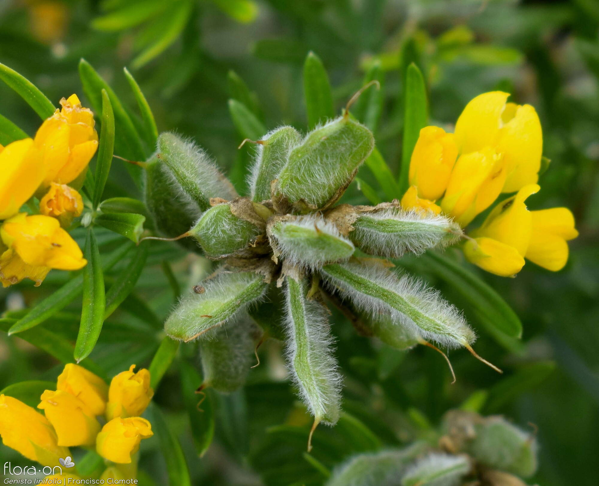 Genista linifolia - Fruto | Francisco Clamote; CC BY-NC 4.0