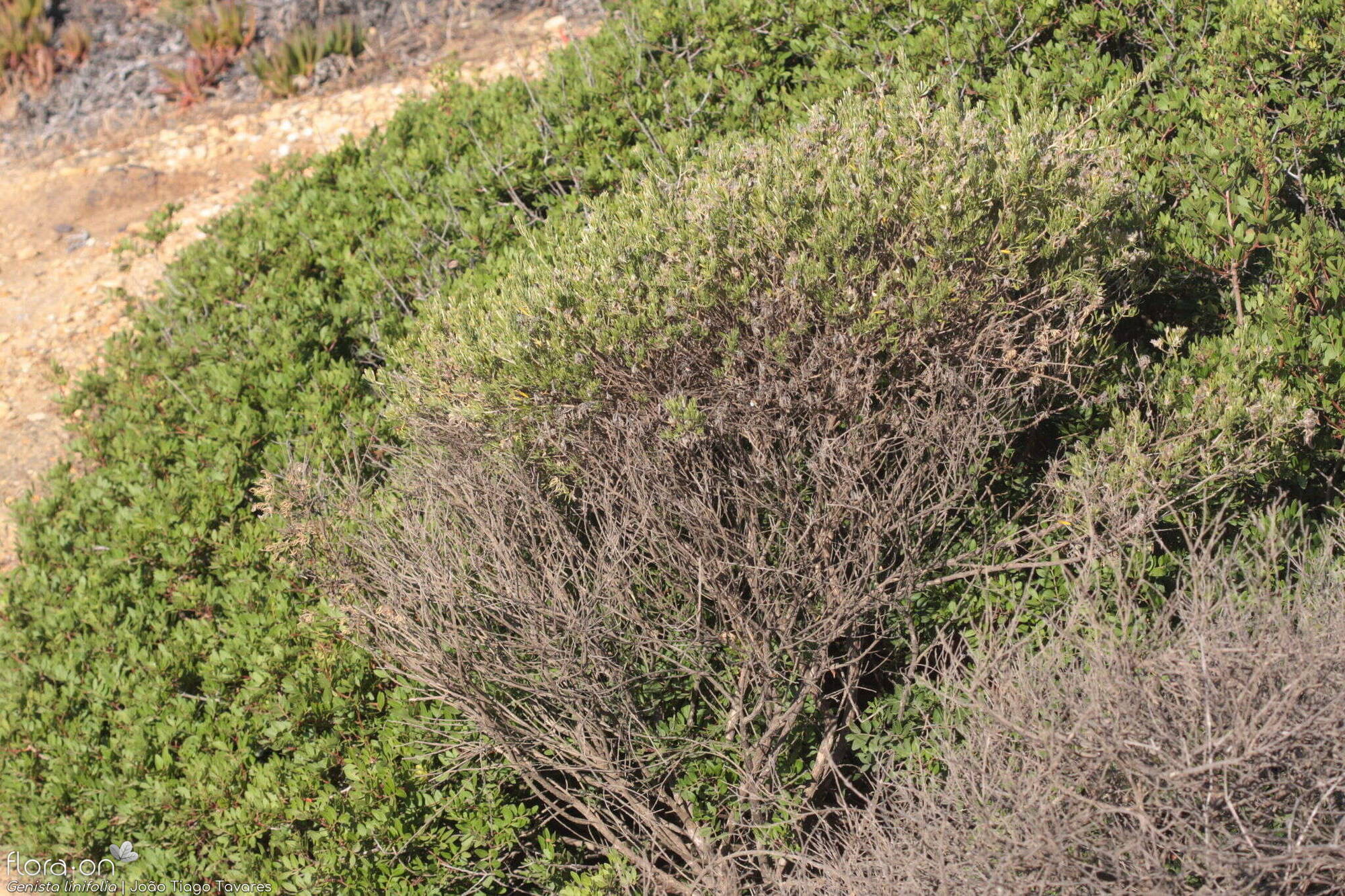 Genista linifolia - Hábito | João Tiago Tavares; CC BY-NC 4.0