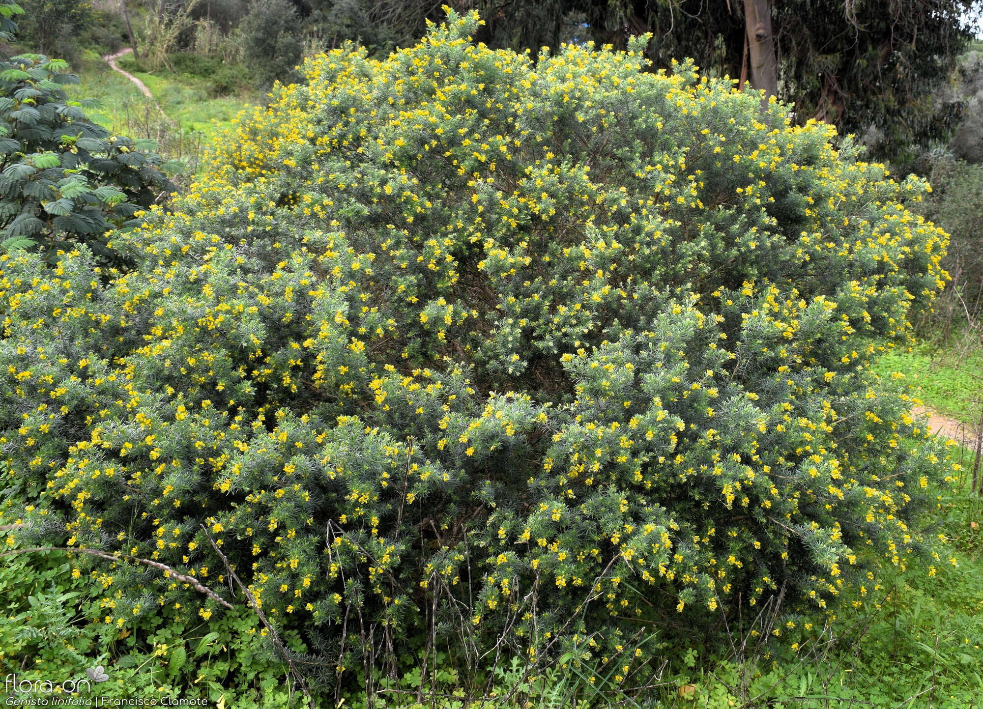 Genista linifolia - Hábito | Francisco Clamote; CC BY-NC 4.0