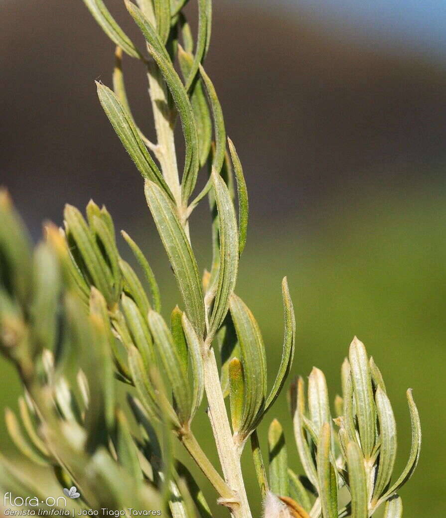 Genista linifolia - Folha | João Tiago Tavares; CC BY-NC 4.0