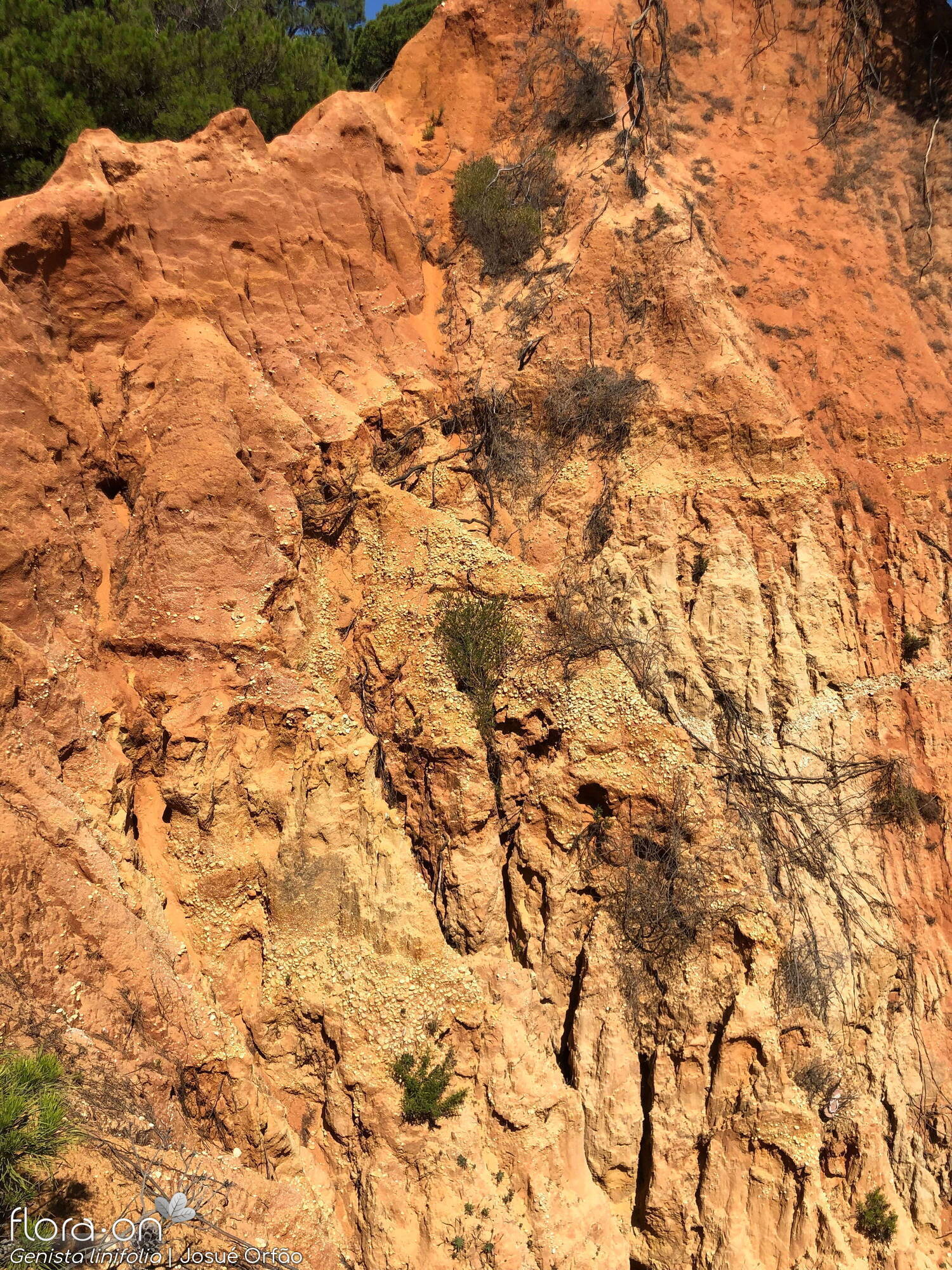 Genista linifolia - Habitat | Josué Orfão; CC BY-NC 4.0