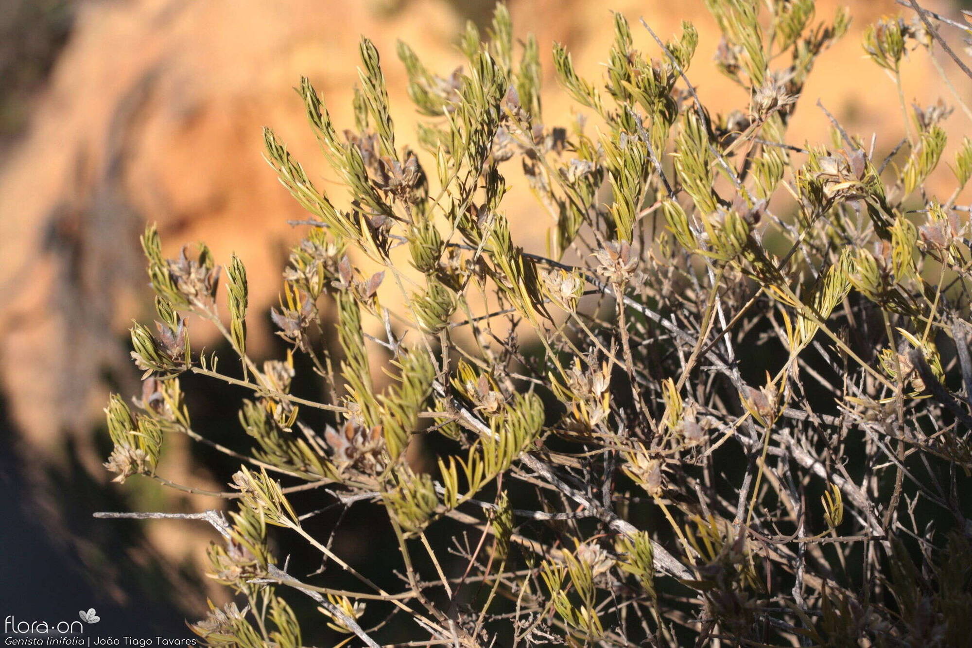 Genista linifolia - Folha (geral) | João Tiago Tavares; CC BY-NC 4.0