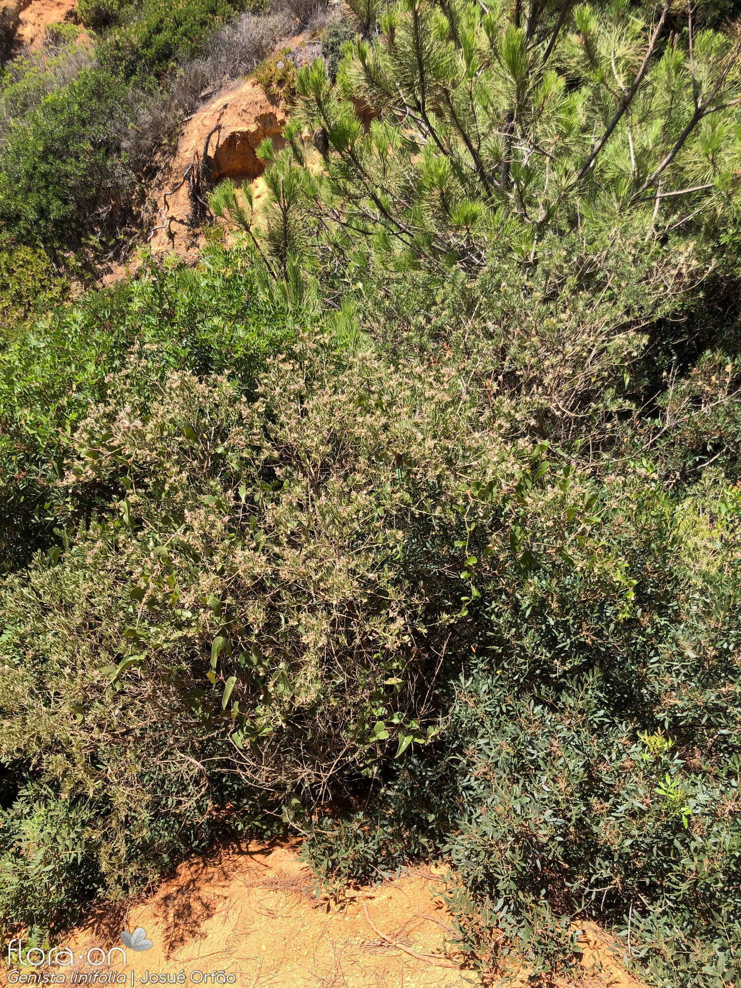 Genista linifolia - Hábito | Josué Orfão; CC BY-NC 4.0