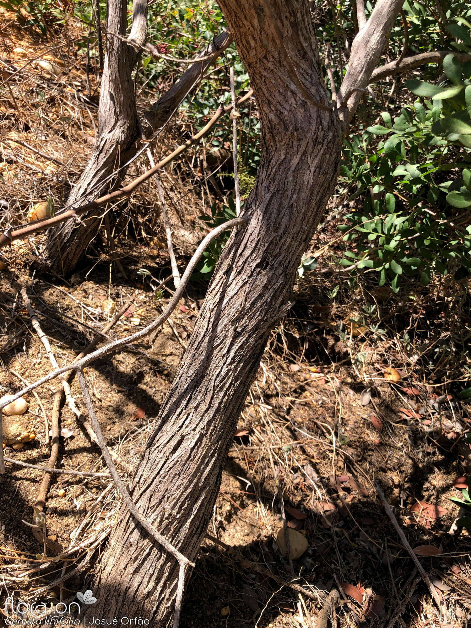 Genista linifolia - Caule | Josué Orfão; CC BY-NC 4.0