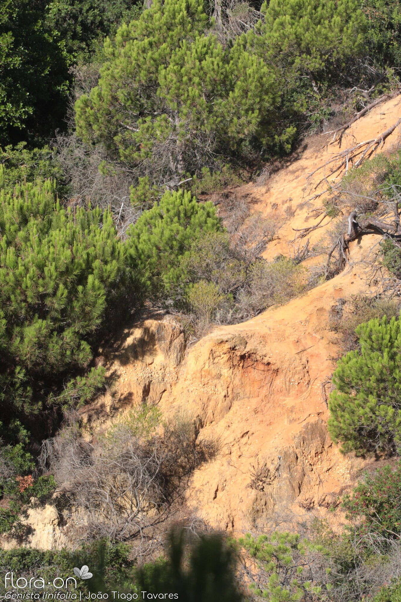 Genista linifolia - Habitat | João Tiago Tavares; CC BY-NC 4.0