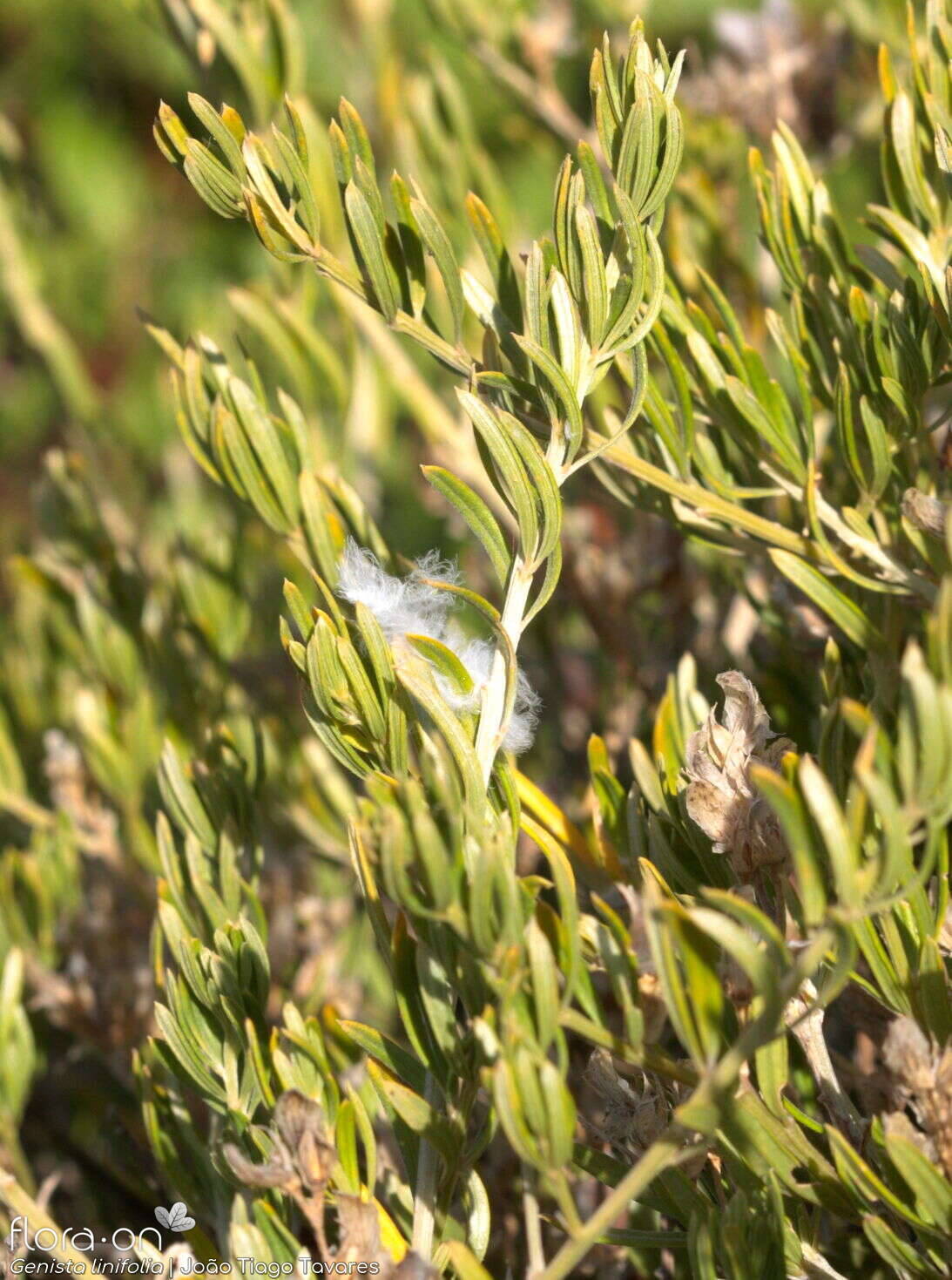 Genista linifolia - Folha (geral) | João Tiago Tavares; CC BY-NC 4.0
