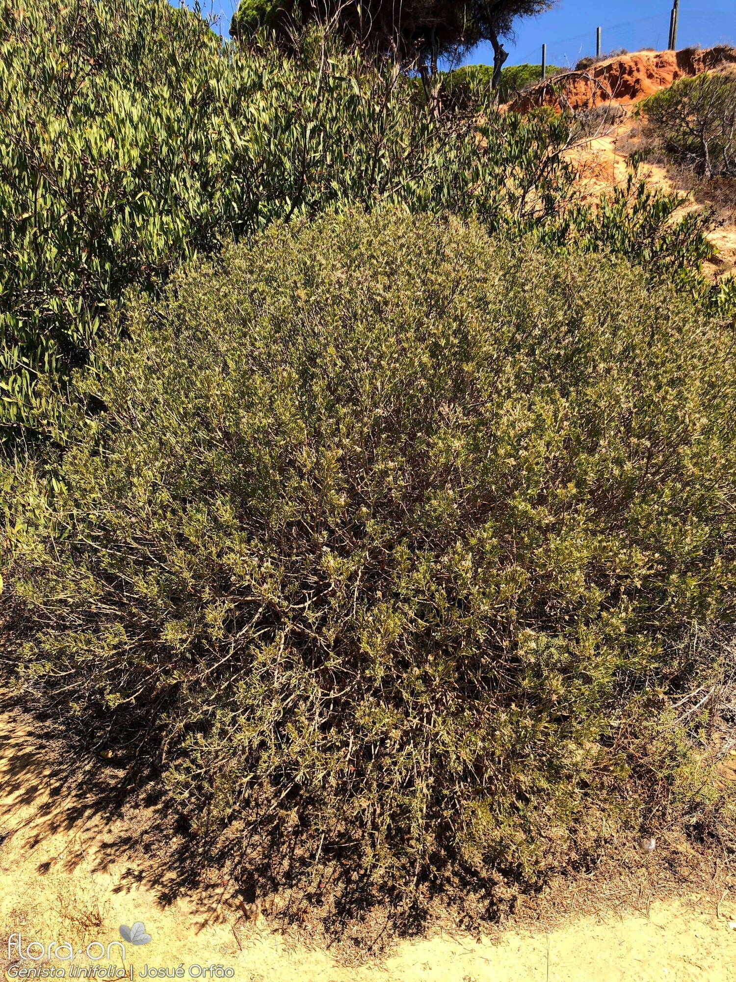 Genista linifolia - Hábito | Josué Orfão; CC BY-NC 4.0